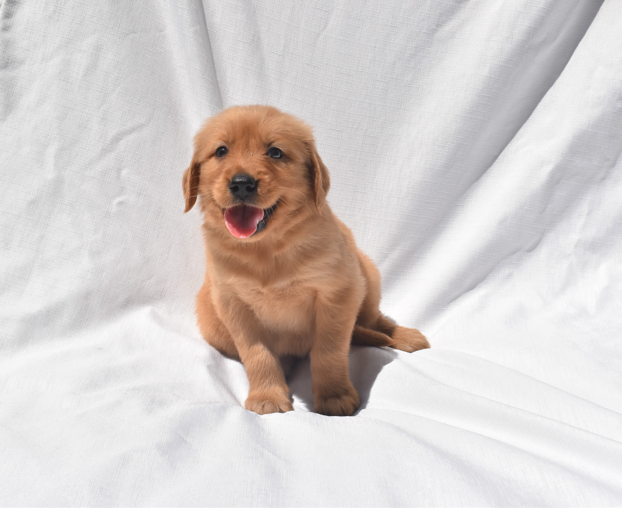 Golden Retriever puppy