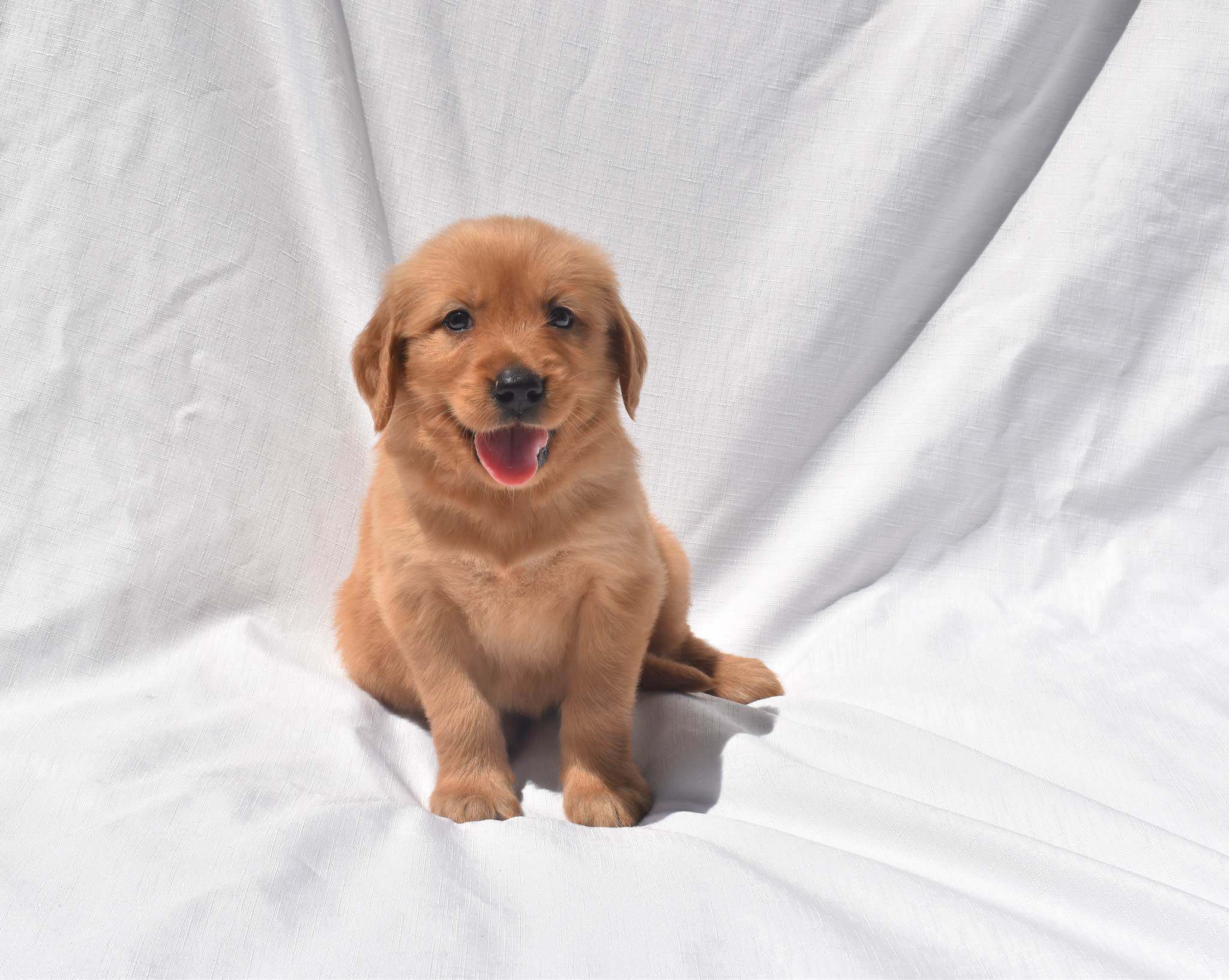 Golden Retriever puppy