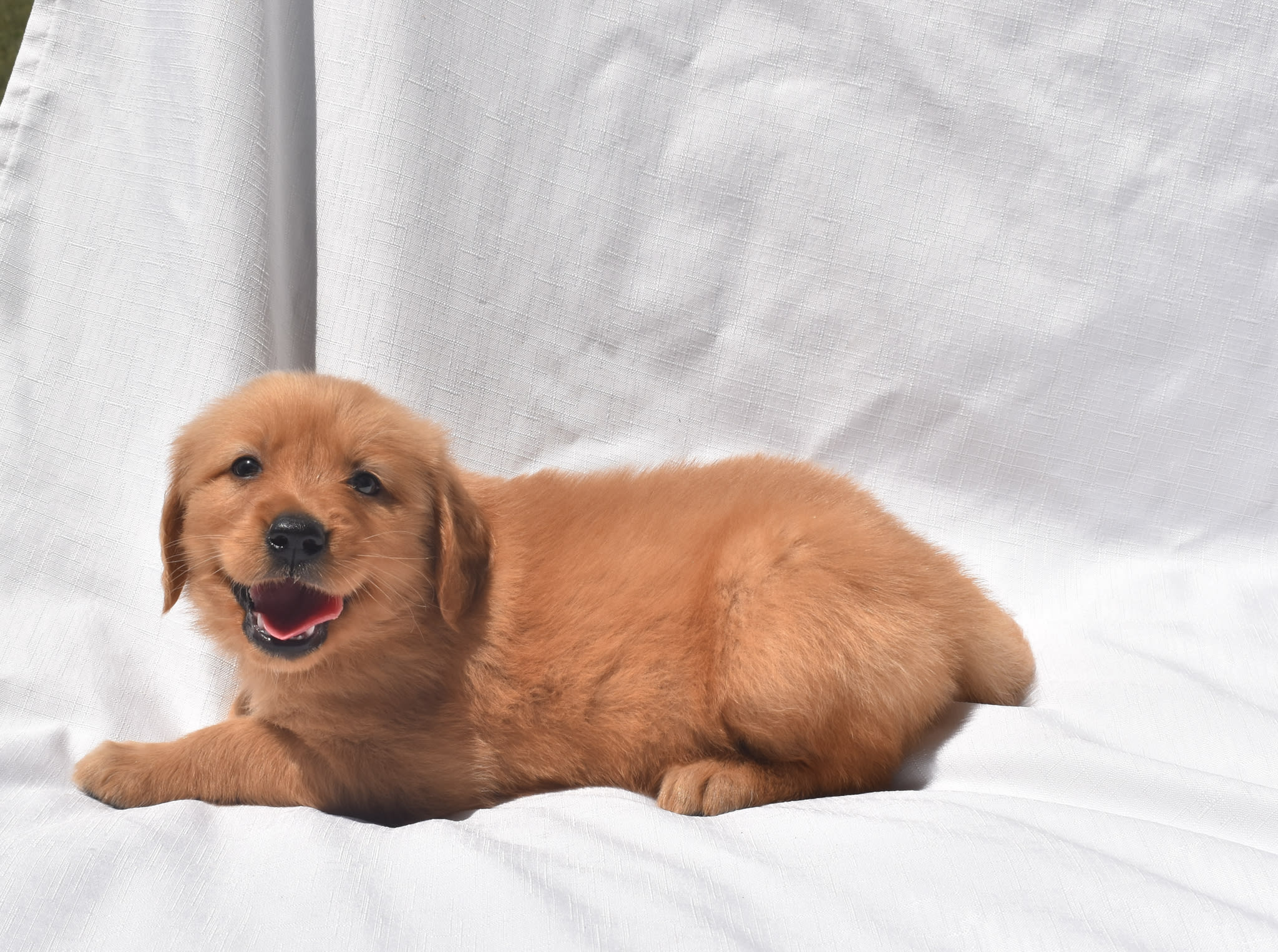Golden Retriever puppy
