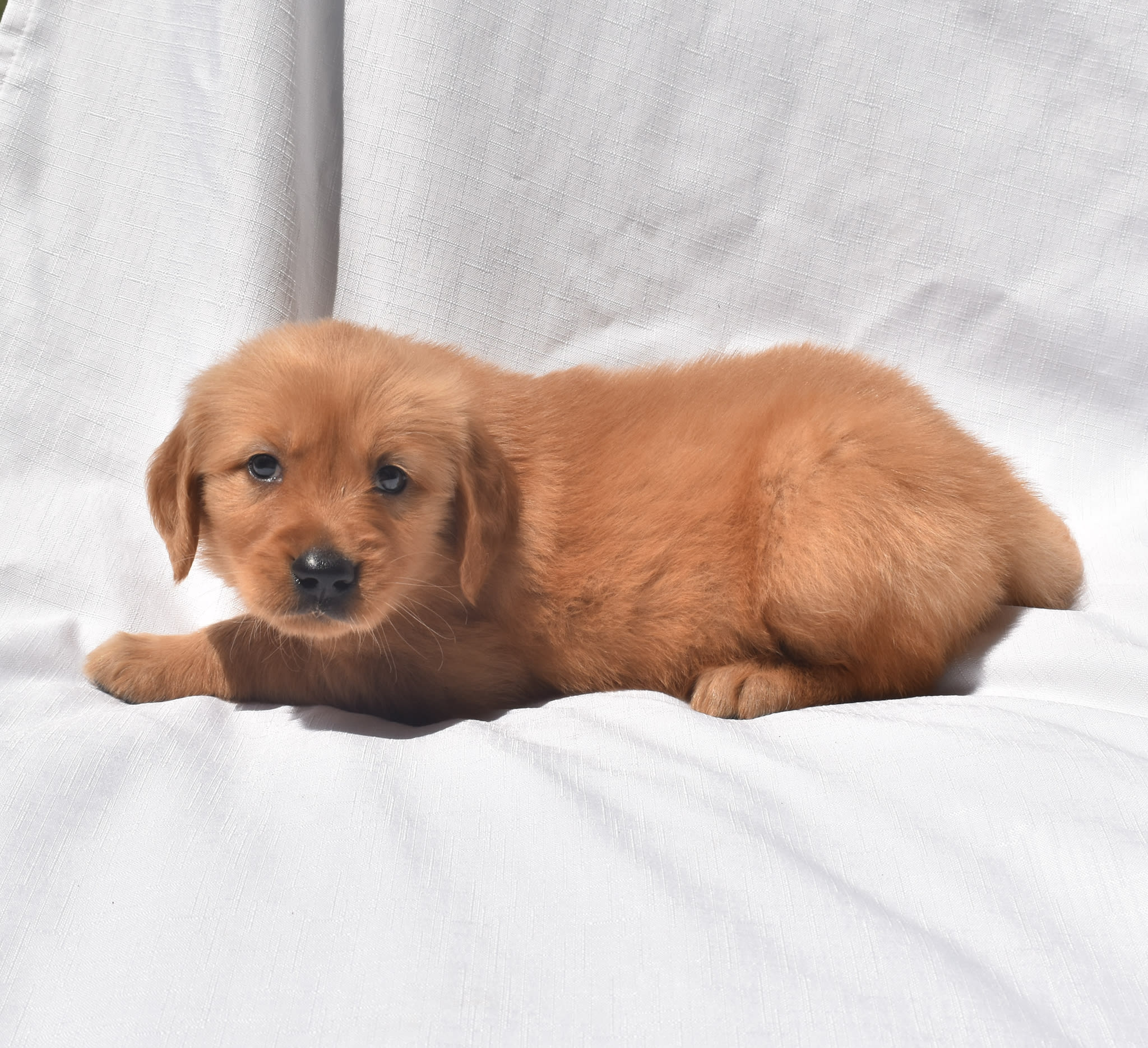 Golden Retriever puppy