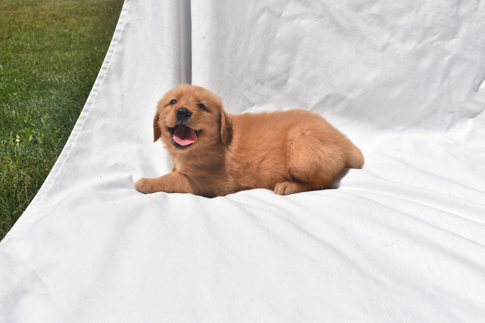 Golden Retriever puppy