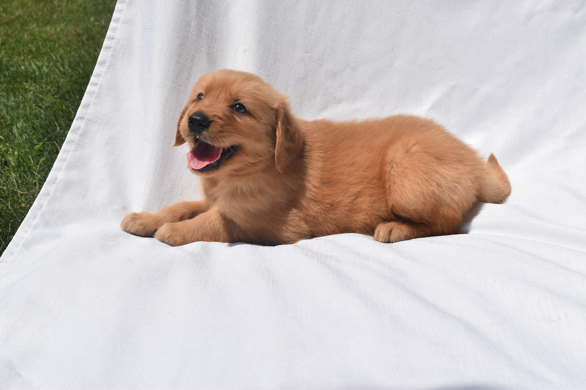 Golden Retriever puppy