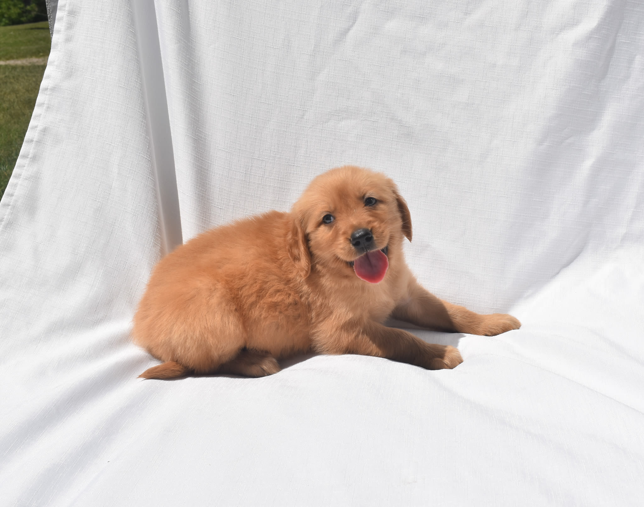 Golden Retriever puppy