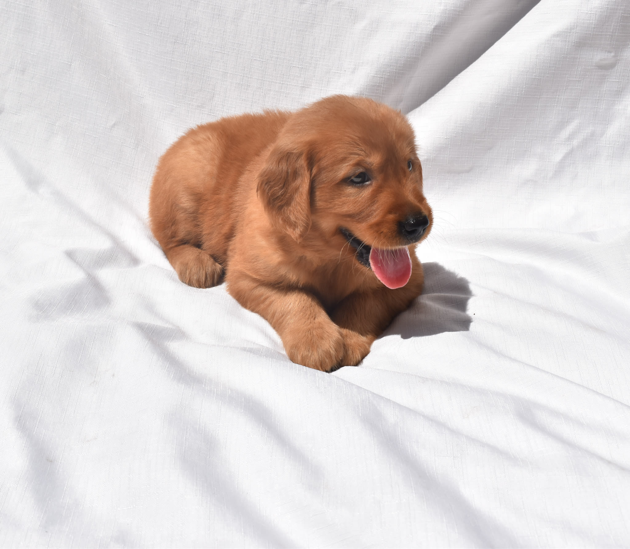 Golden Retriever puppy