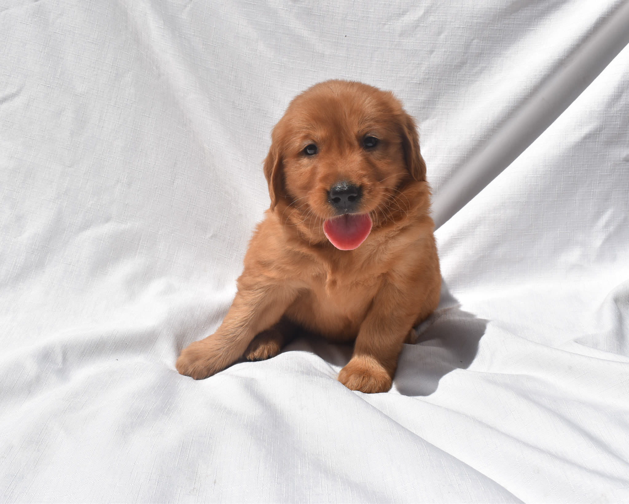 Golden Retriever puppy