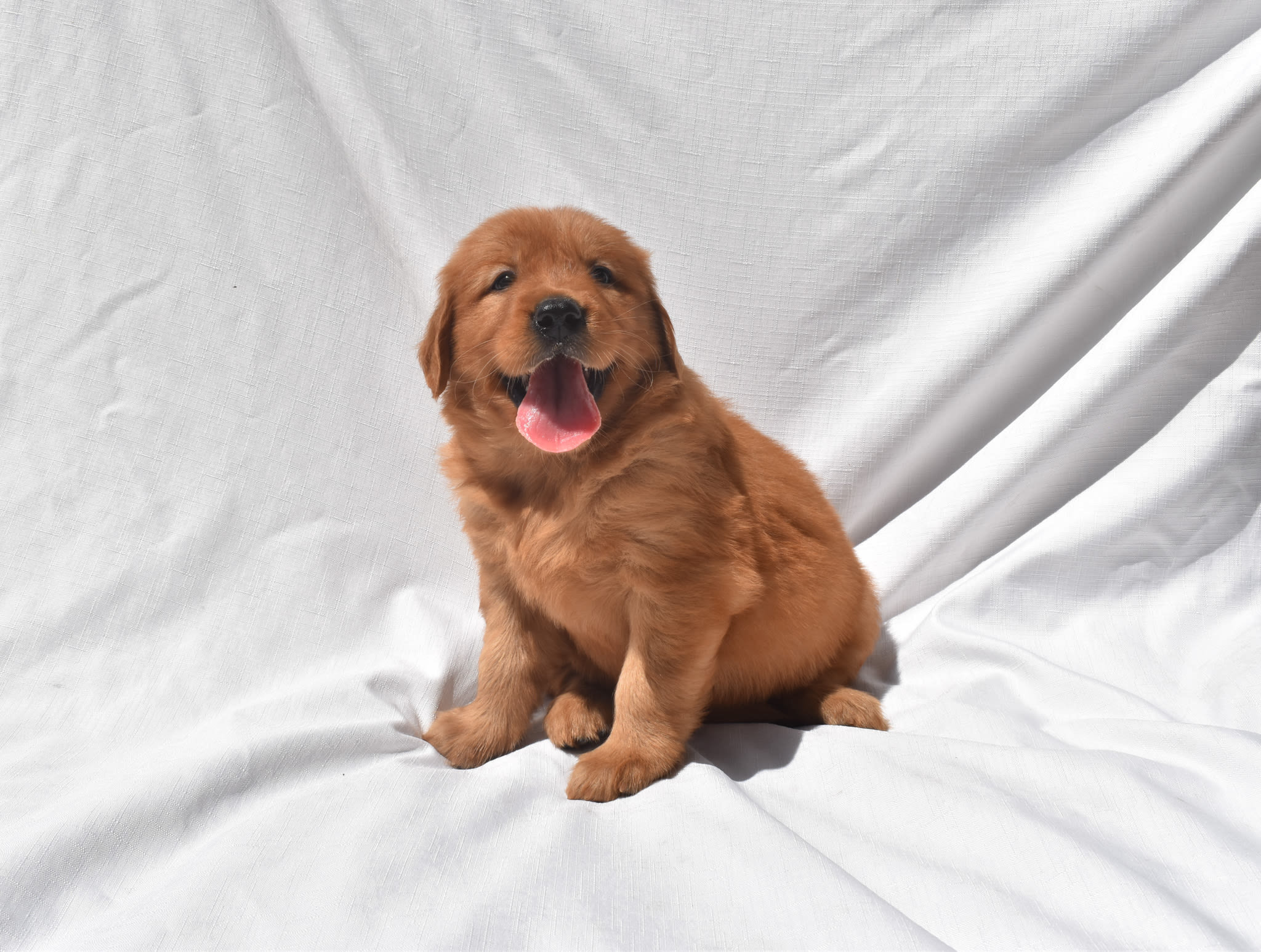Golden Retriever puppy