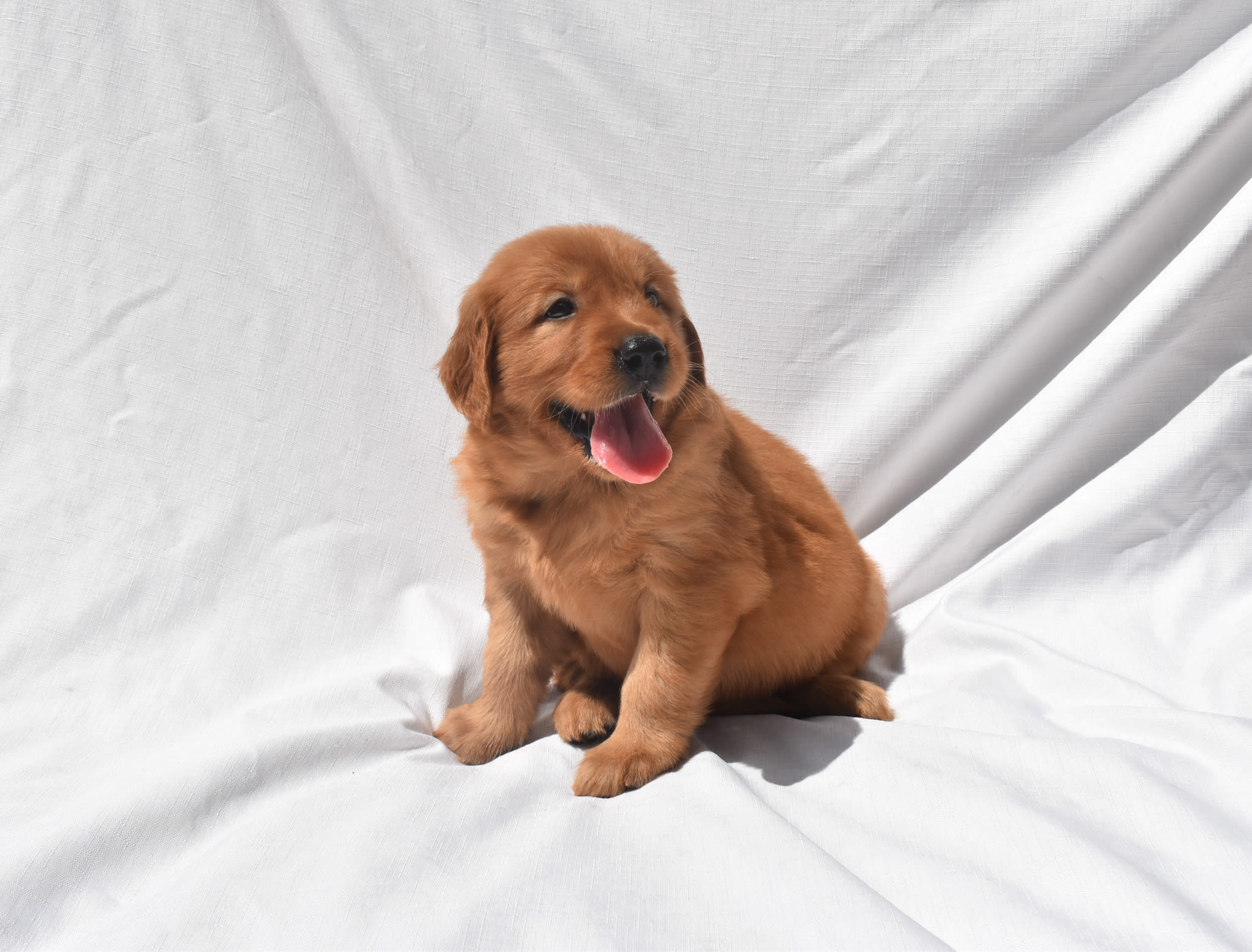 Golden Retriever puppy