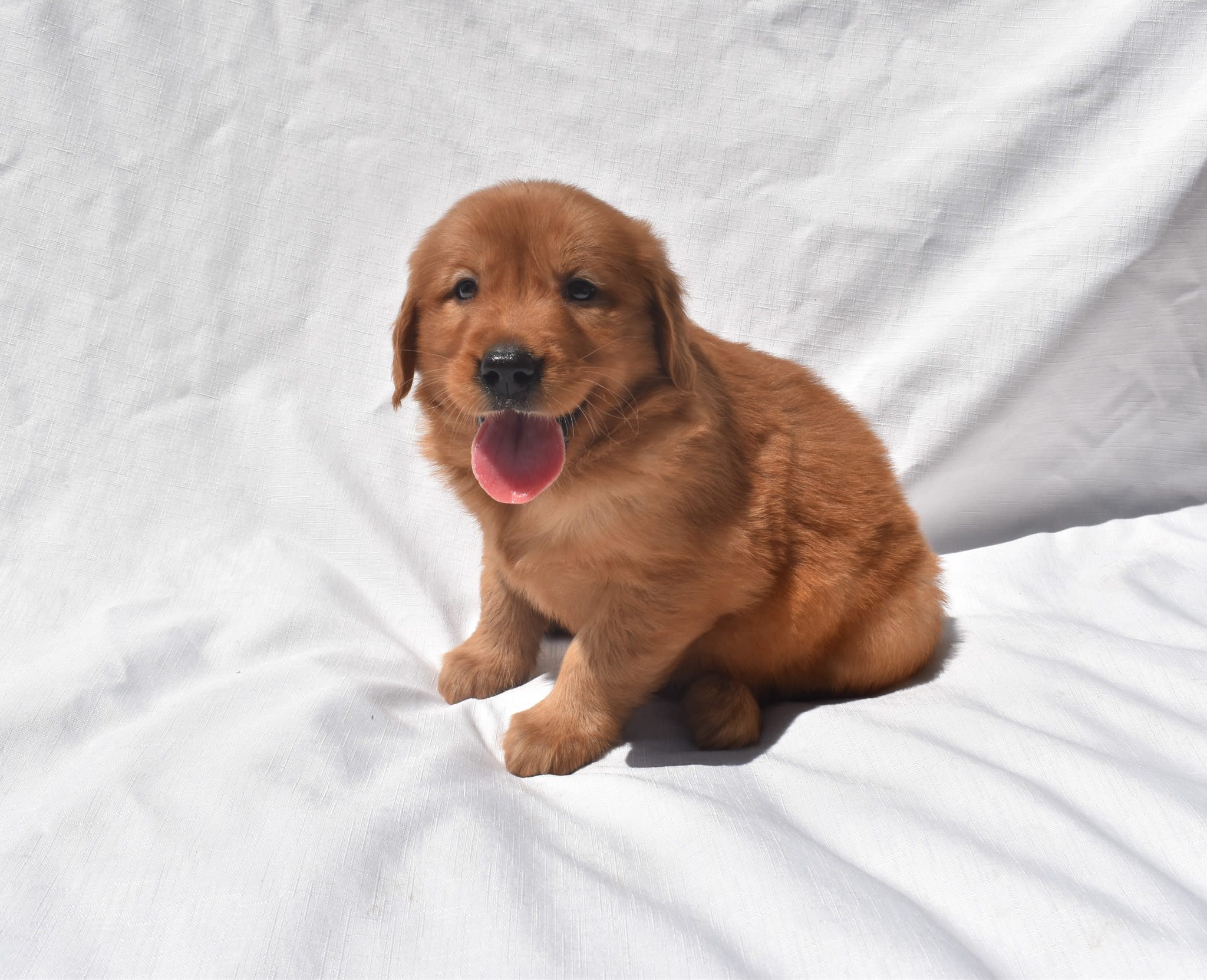 Golden Retriever puppy
