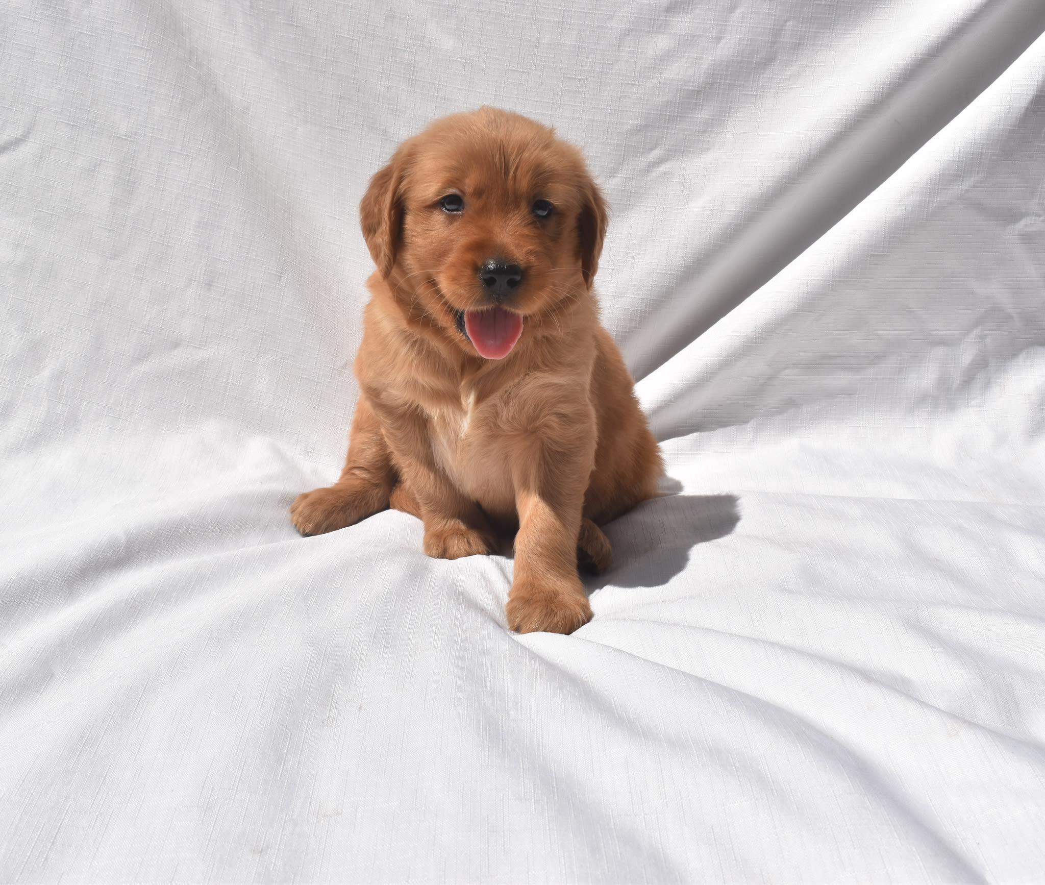 Golden Retriever puppy
