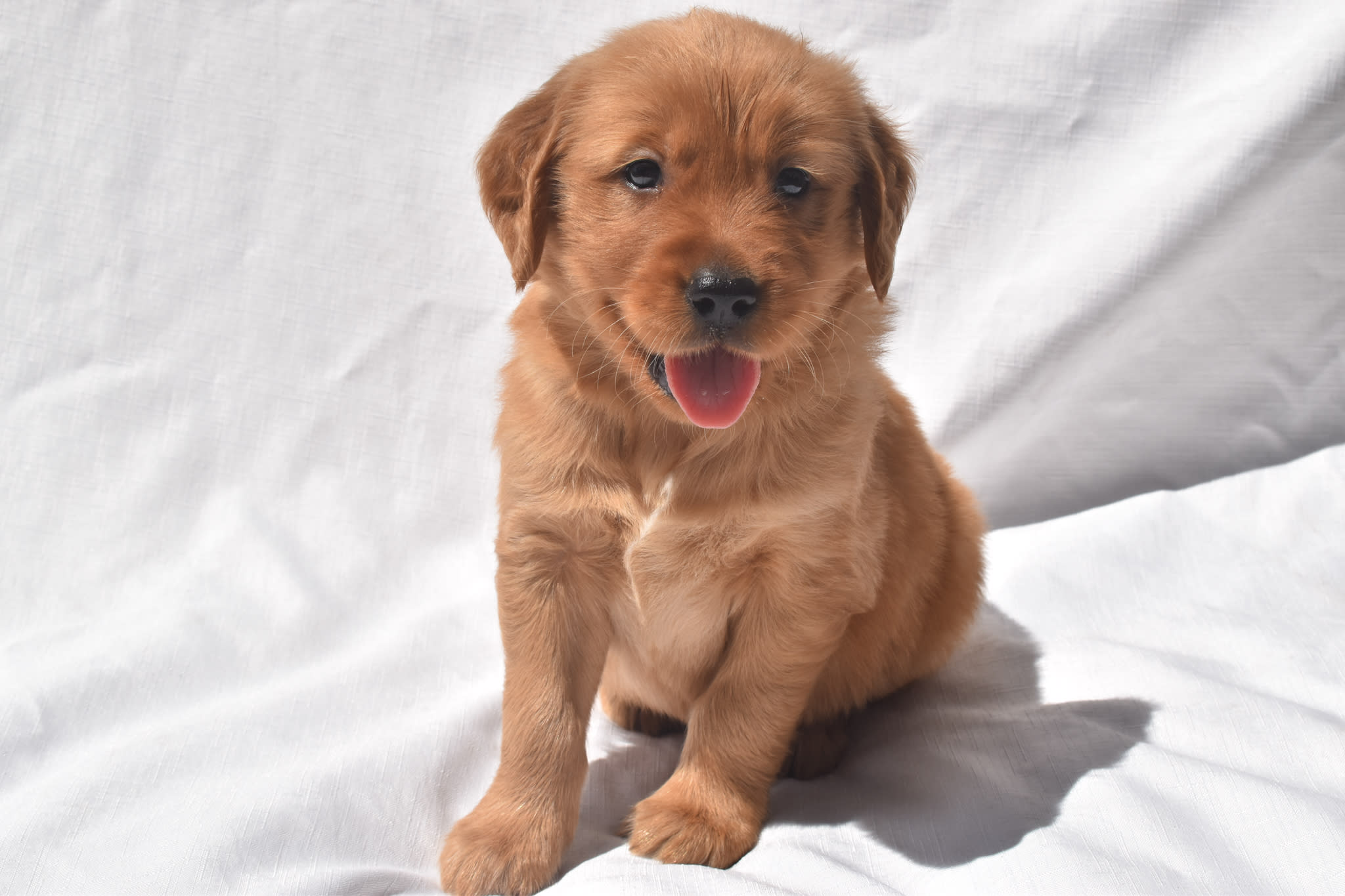 Golden Retriever puppy