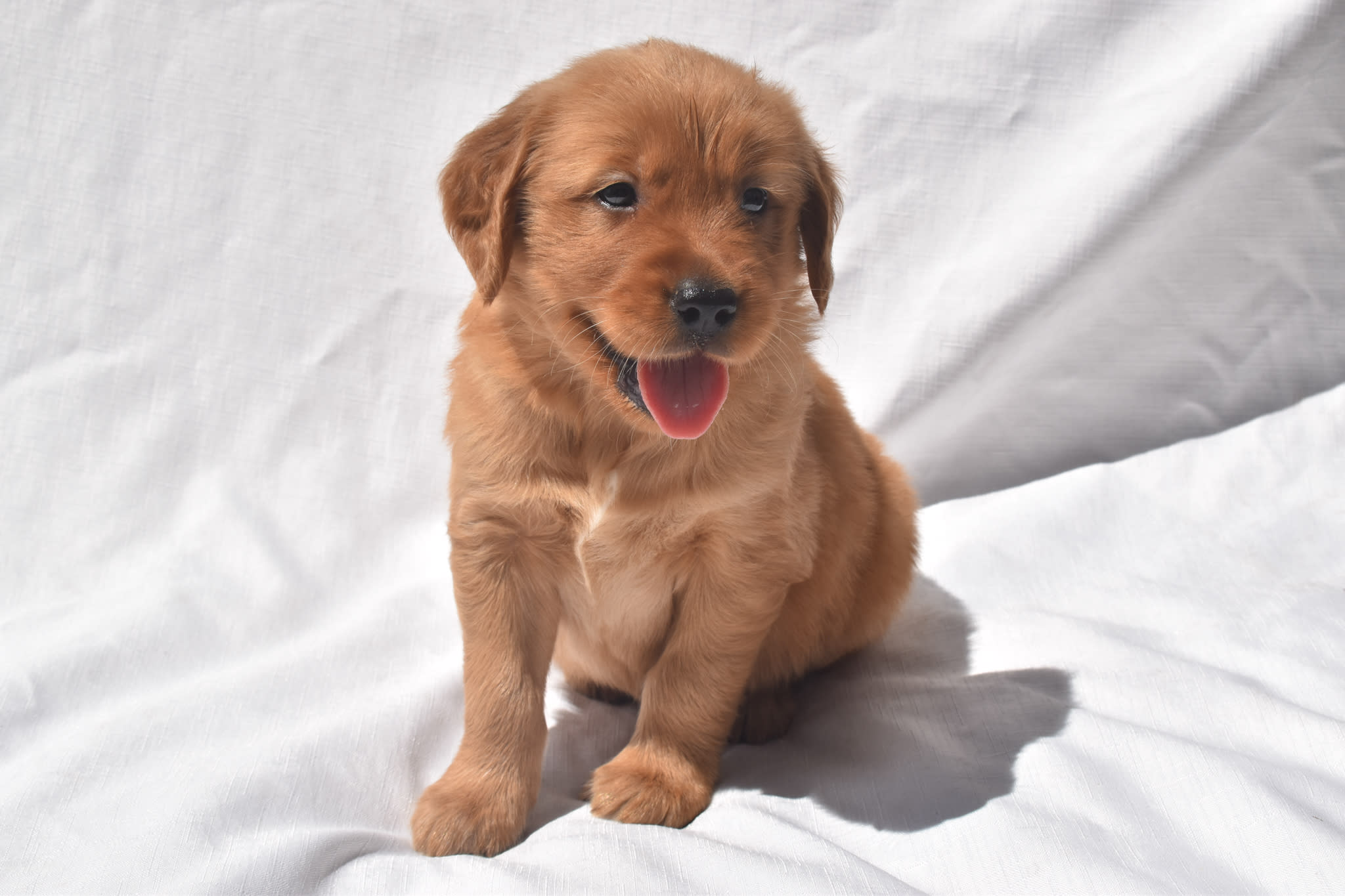 Golden Retriever puppy