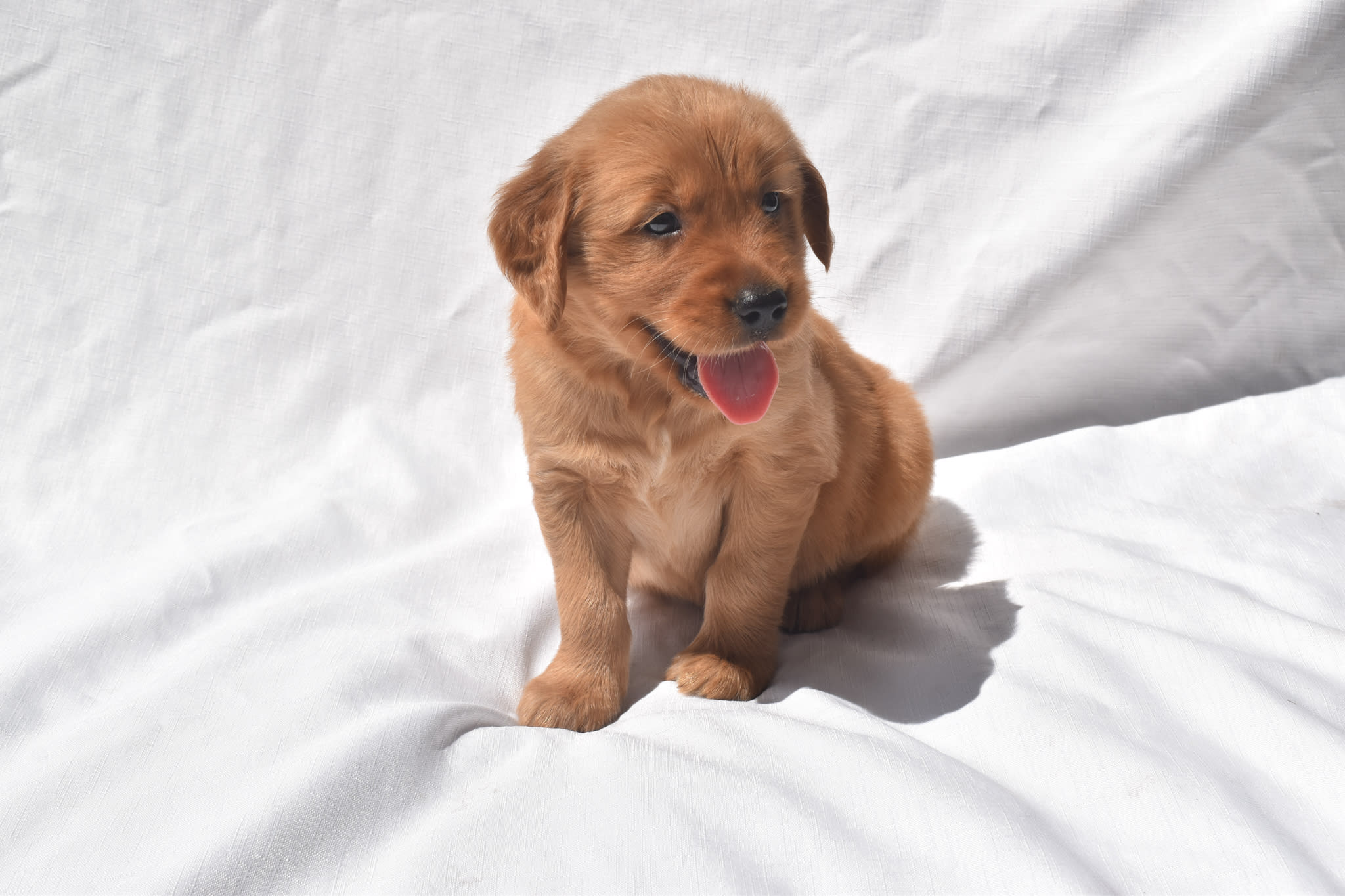 Golden Retriever puppy