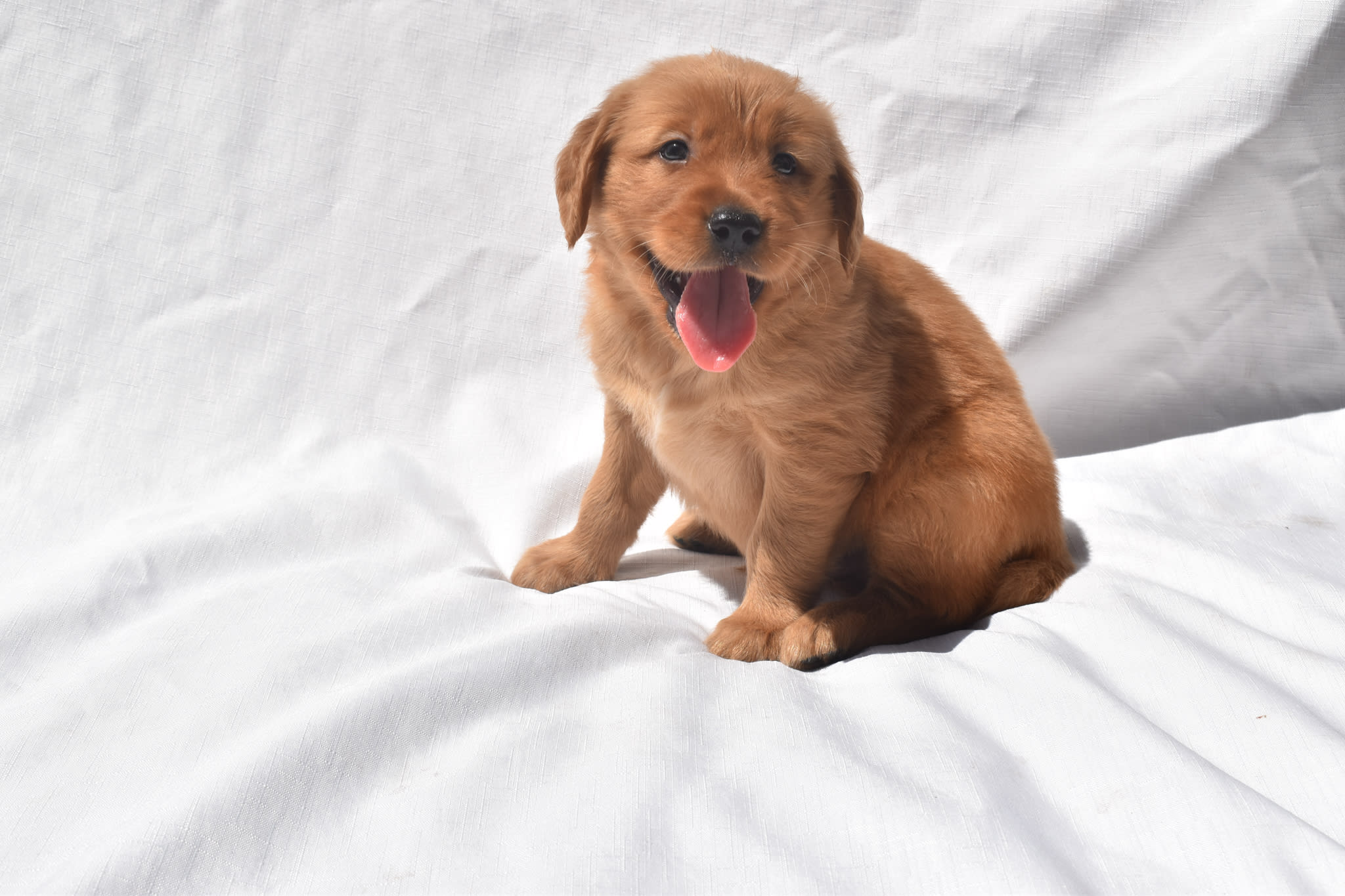 Golden Retriever puppy