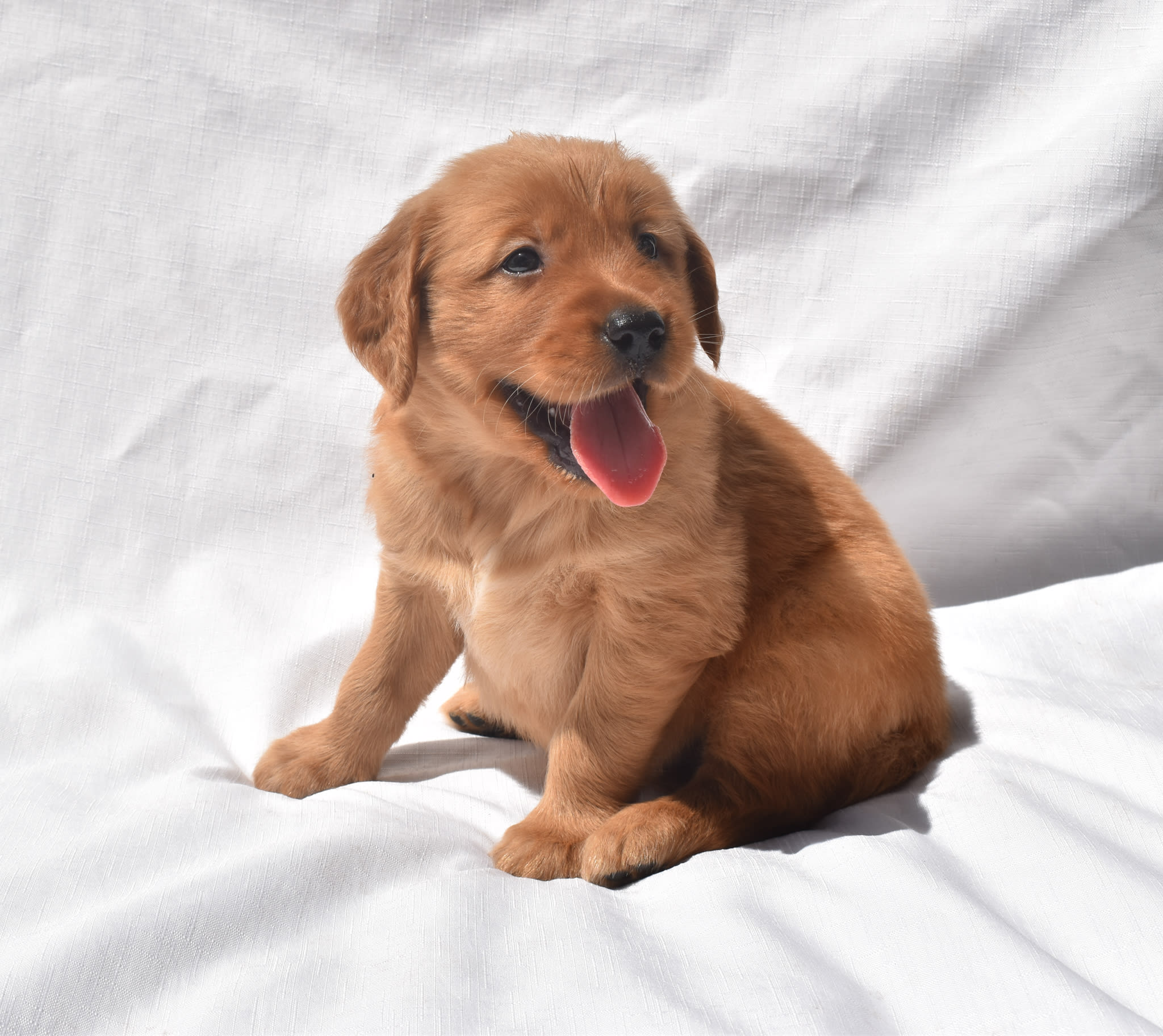 Golden Retriever puppy