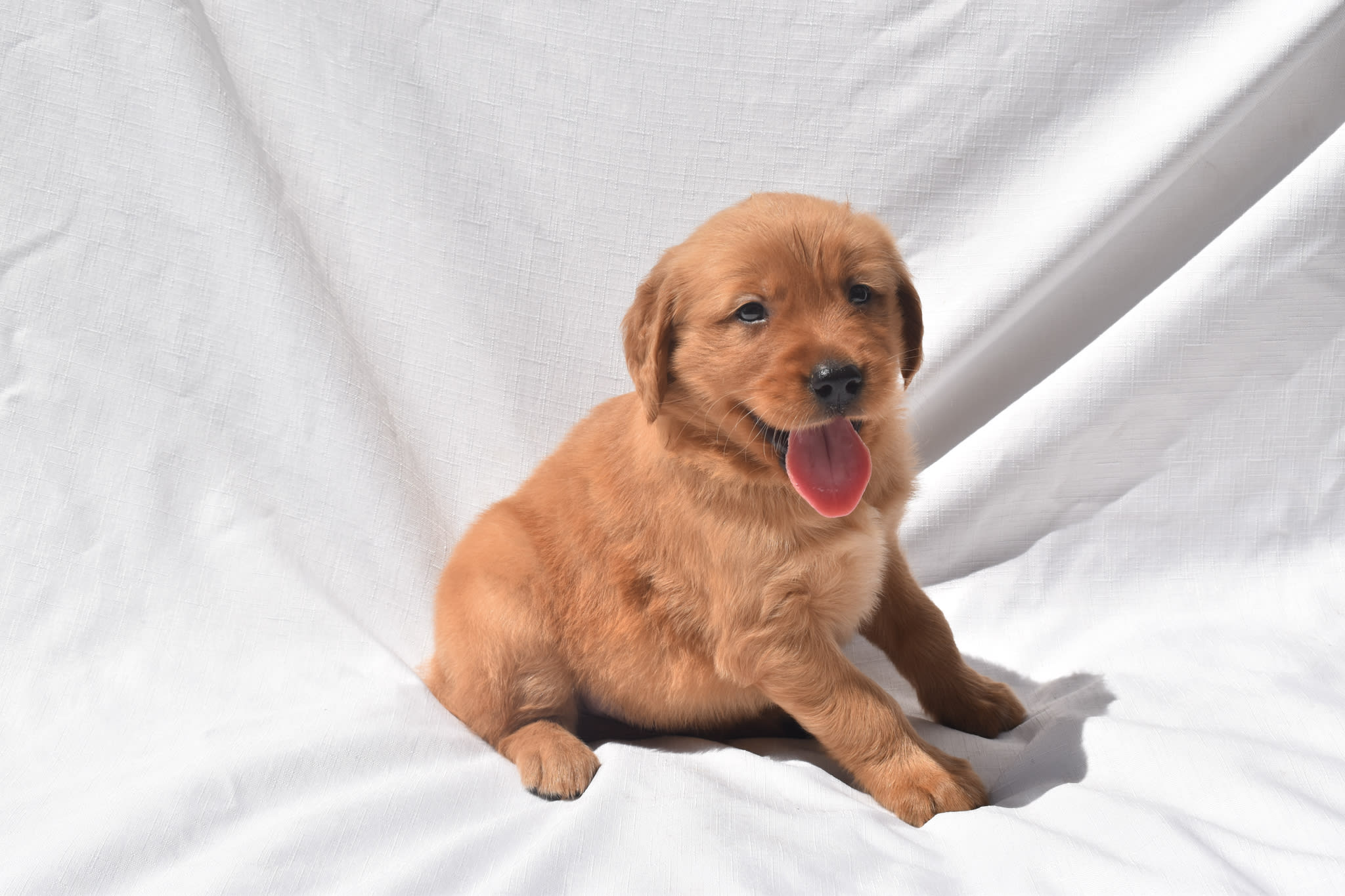Golden Retriever puppy