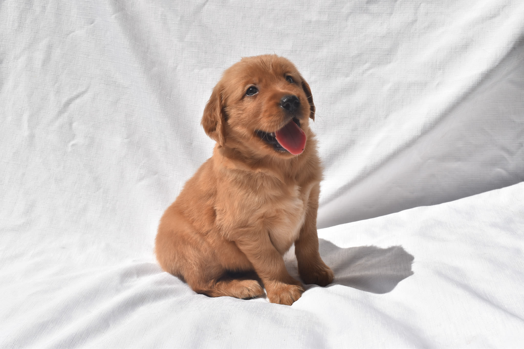 Golden Retriever puppy