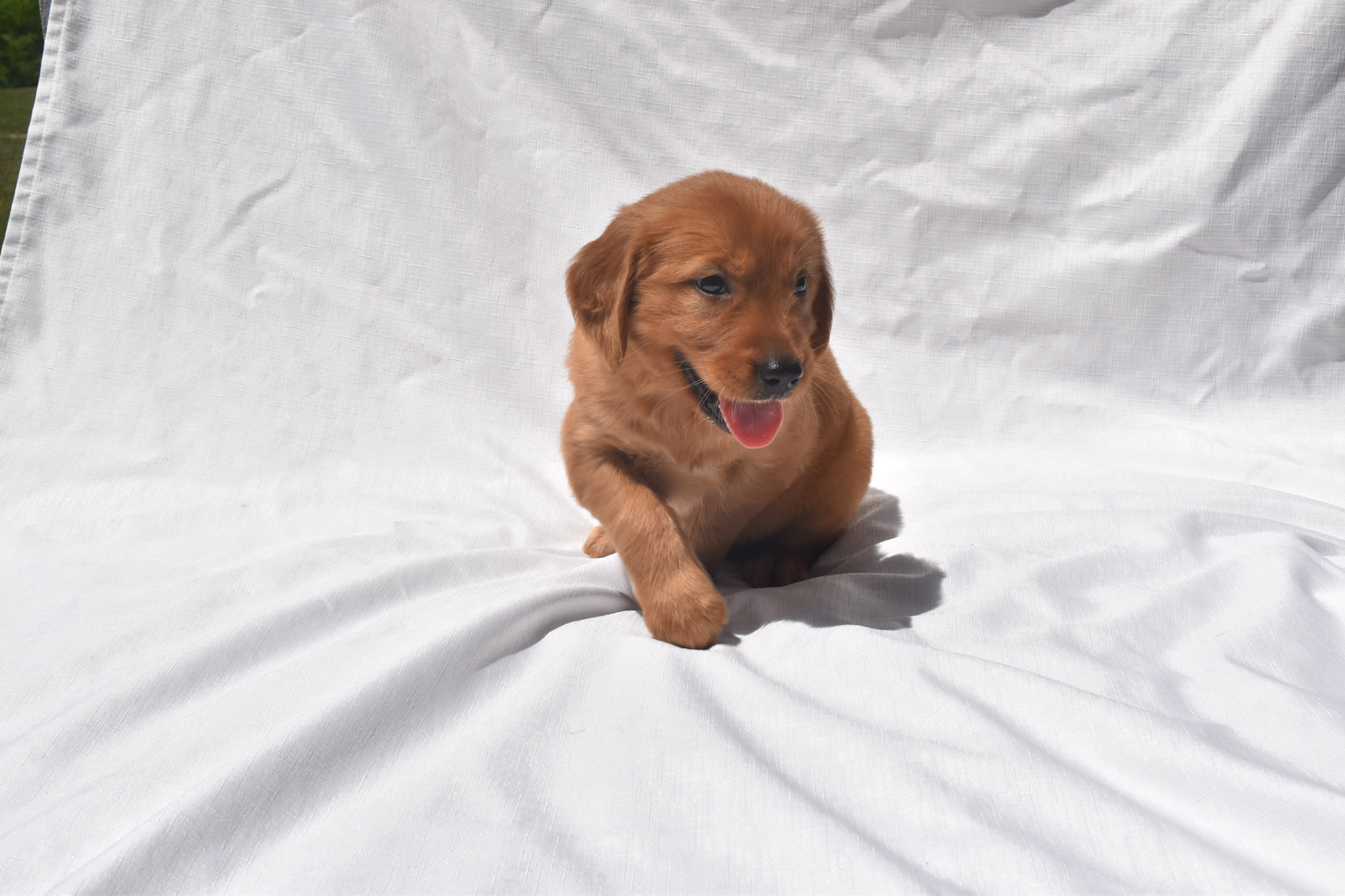 Golden Retriever puppy