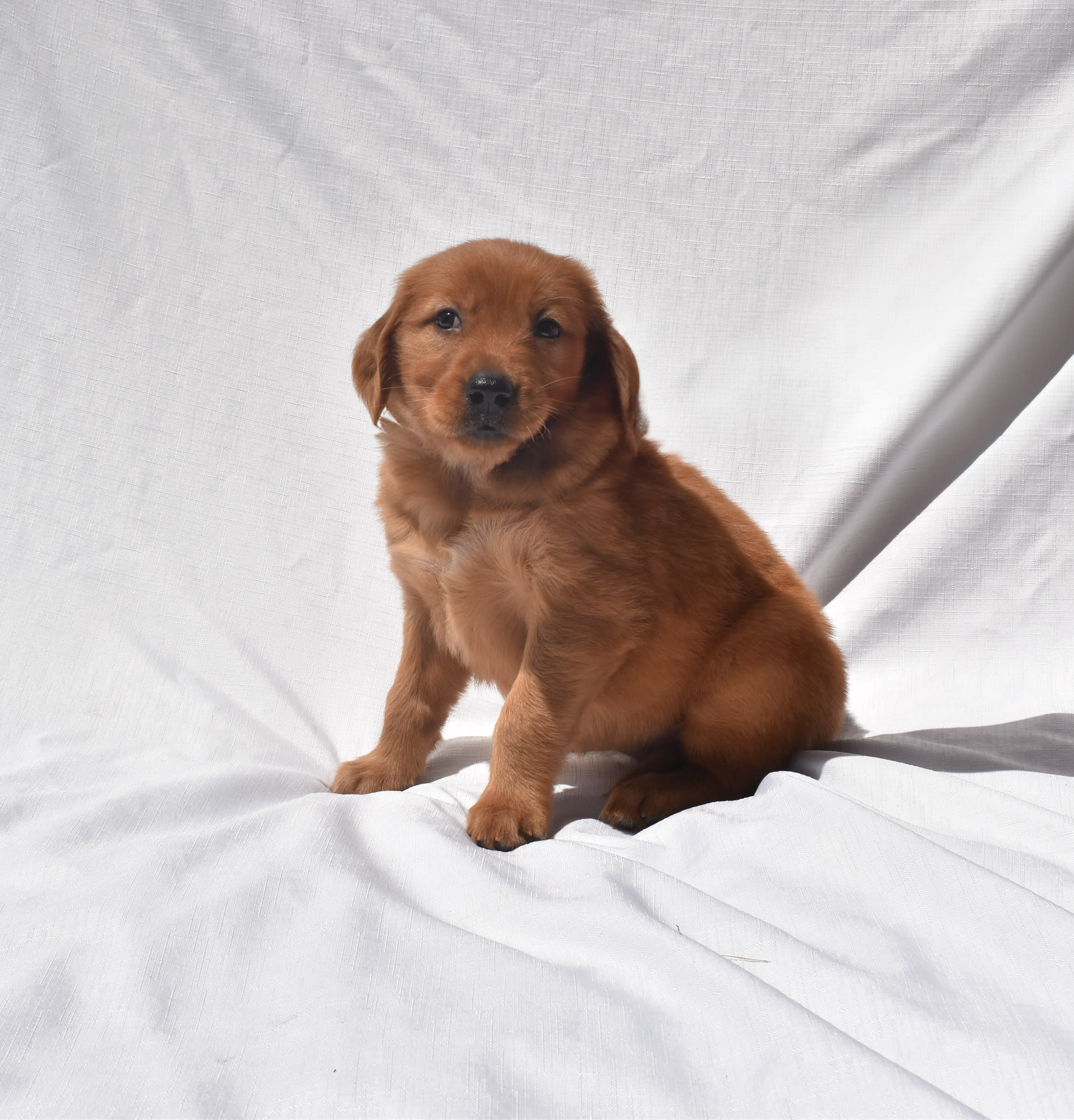Golden Retriever puppy