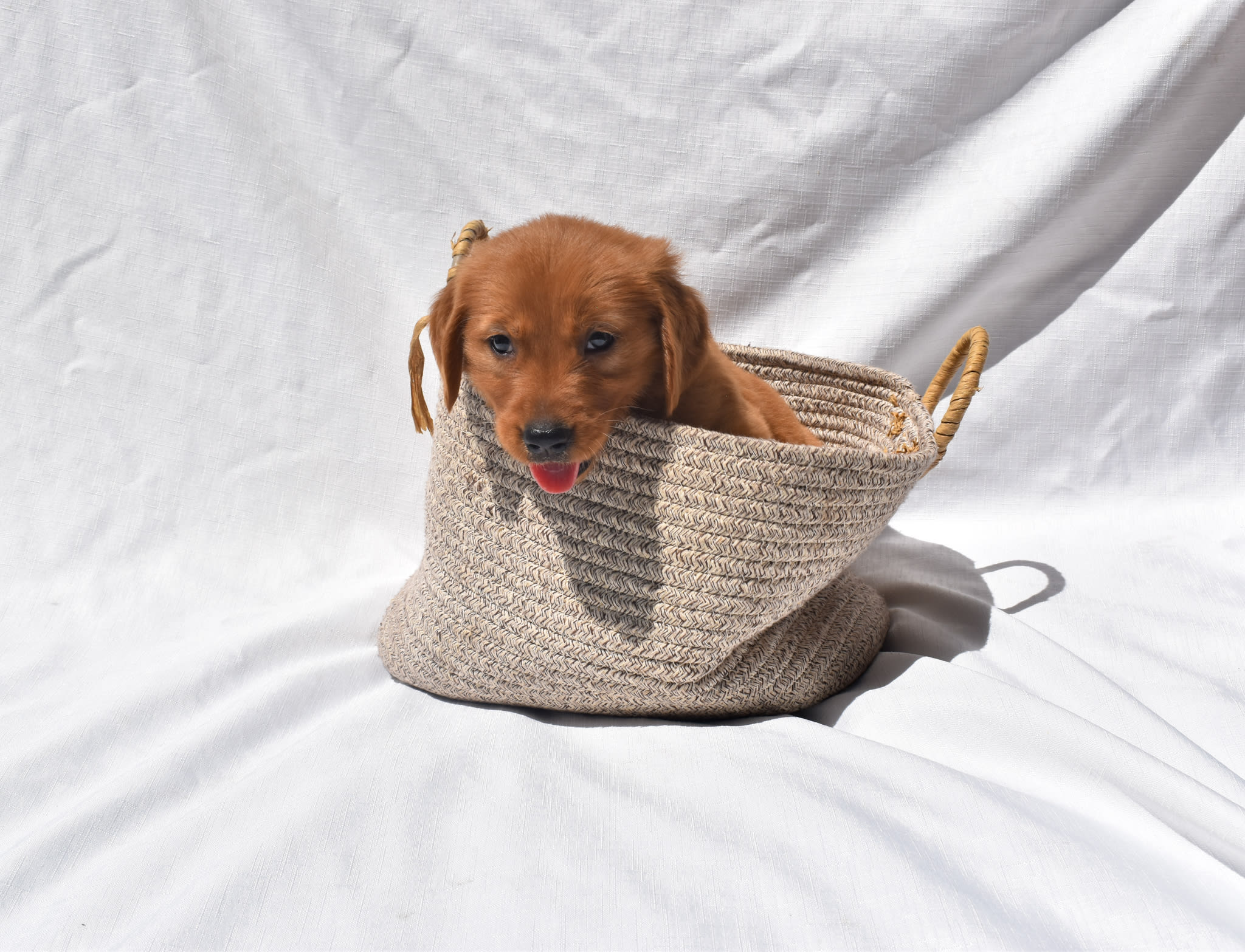 Golden Retriever puppy
