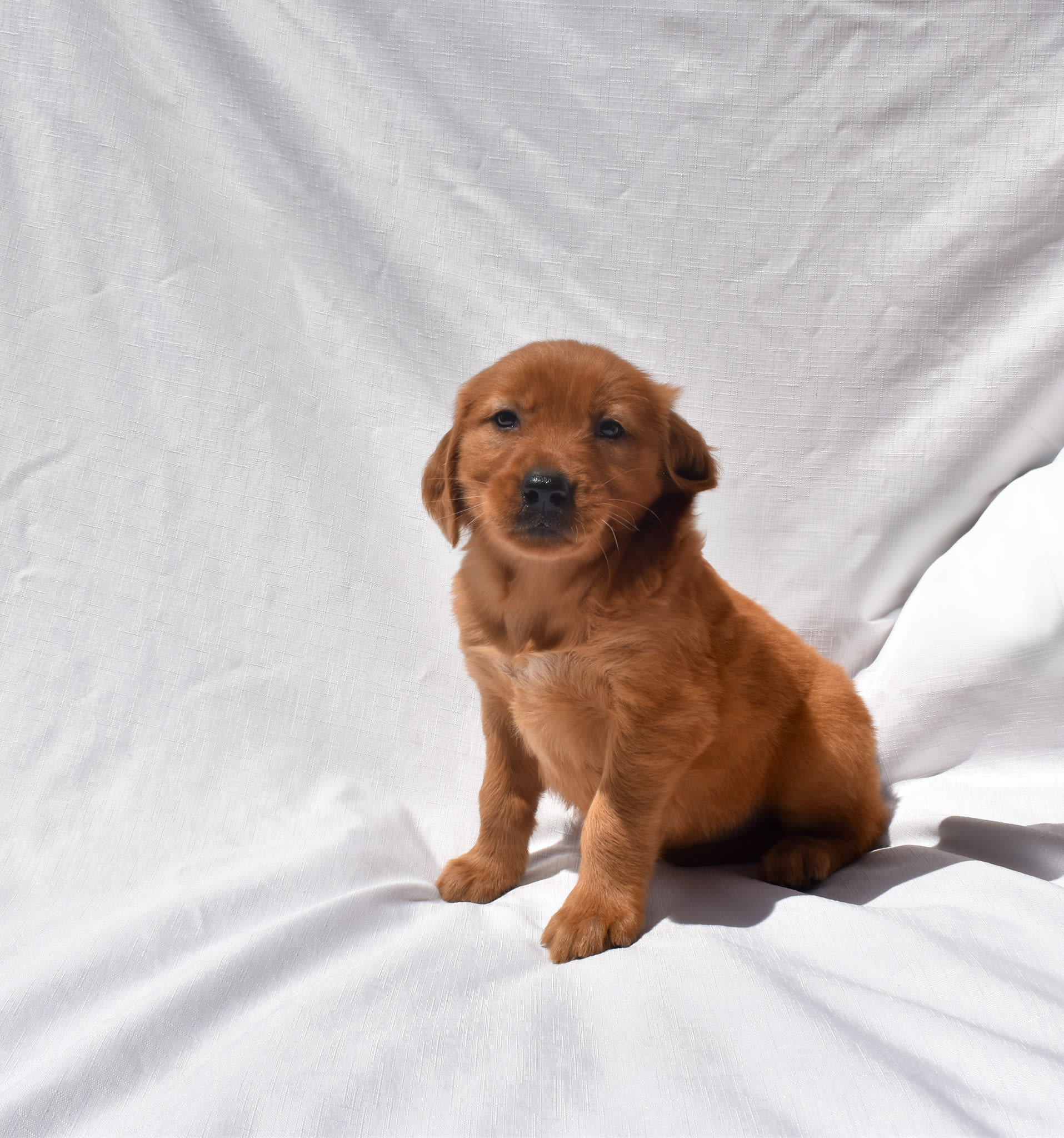 Golden Retriever puppy