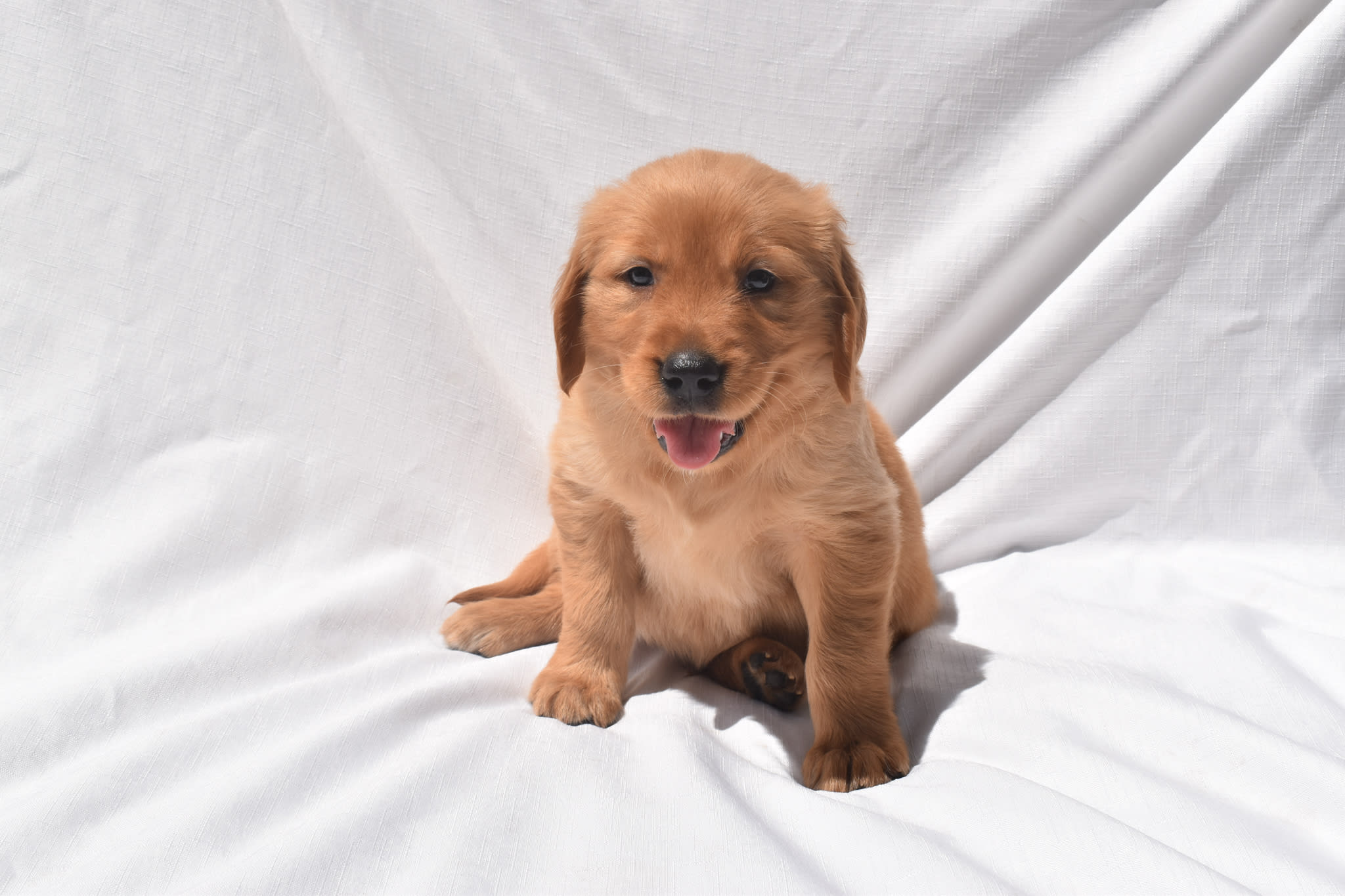 Golden Retriever puppy