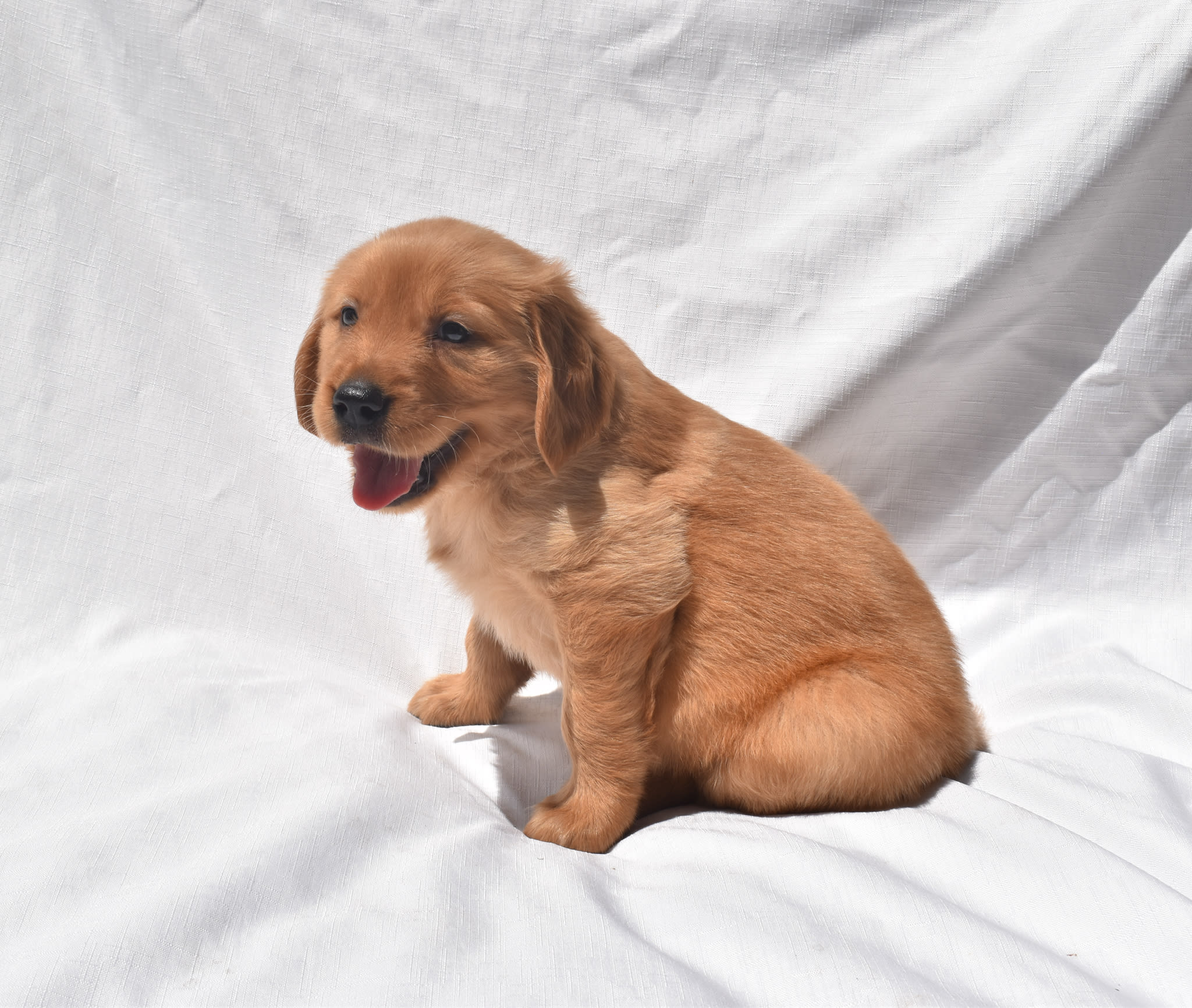Golden Retriever puppy