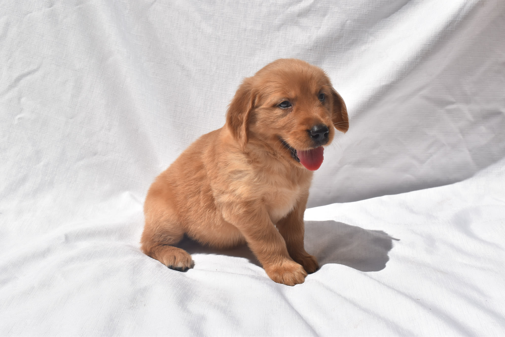 Golden Retriever puppy
