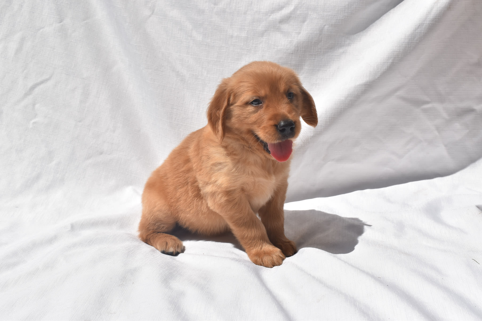 Golden Retriever puppy
