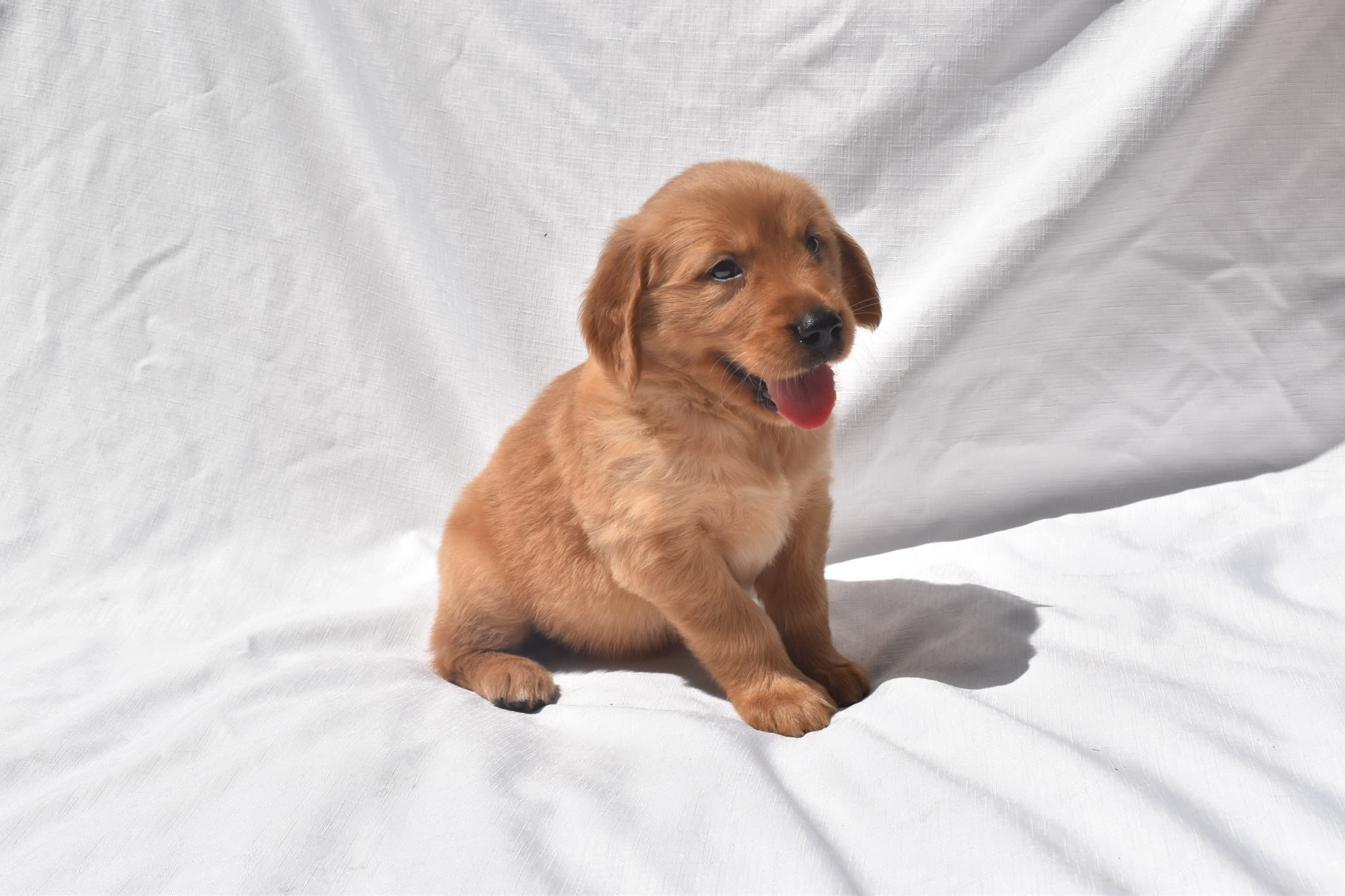 Golden Retriever puppy