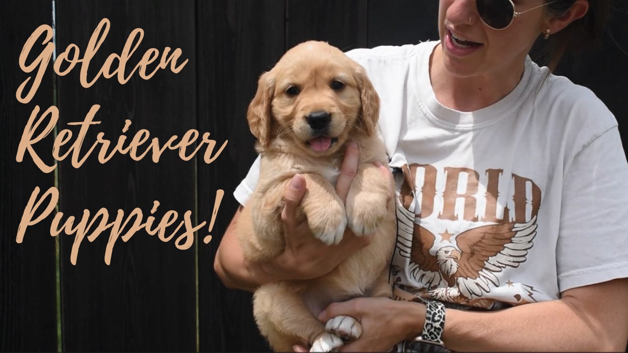 A group of Golden Retriever puppies