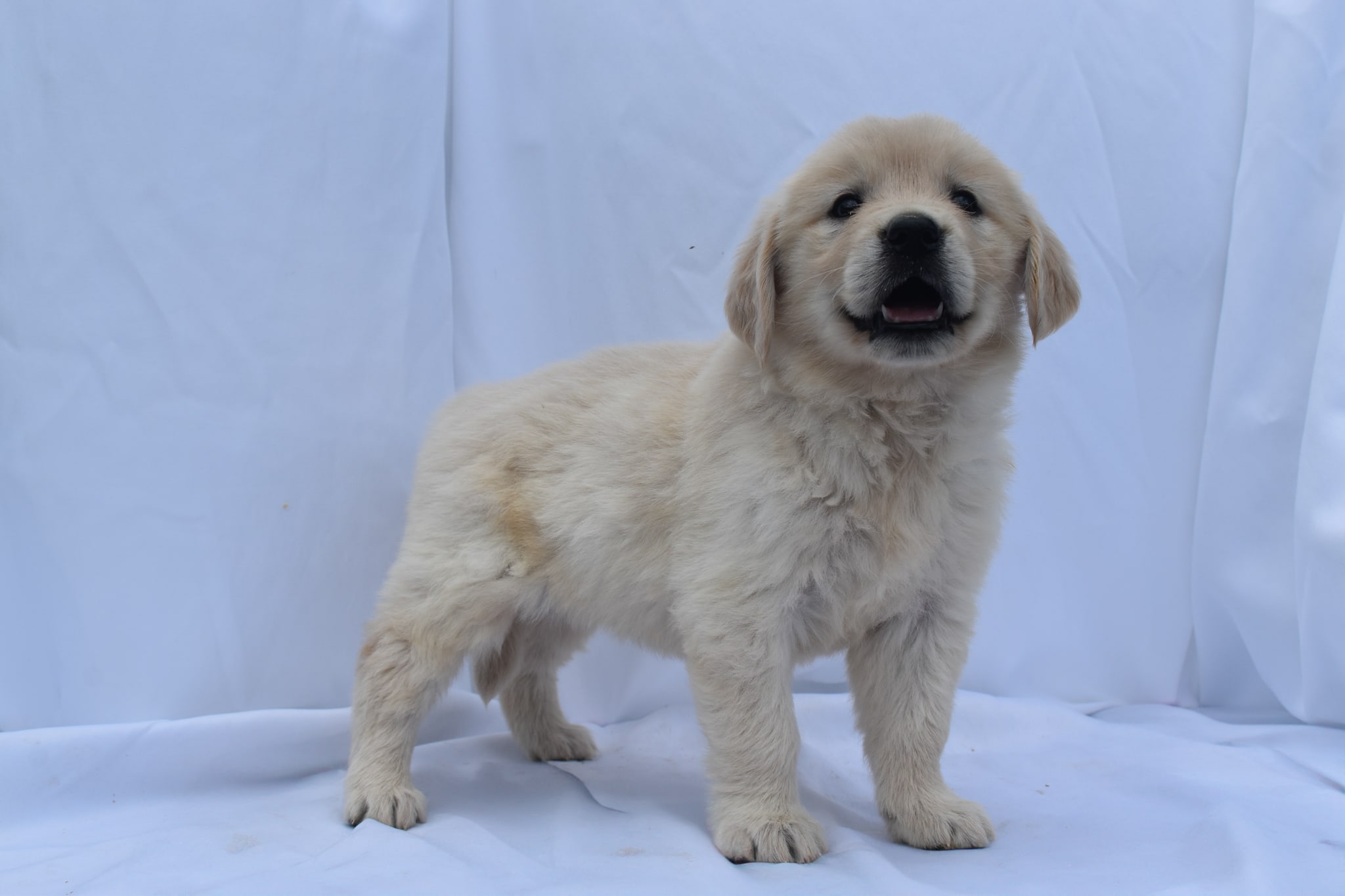 Golden Retriever puppy