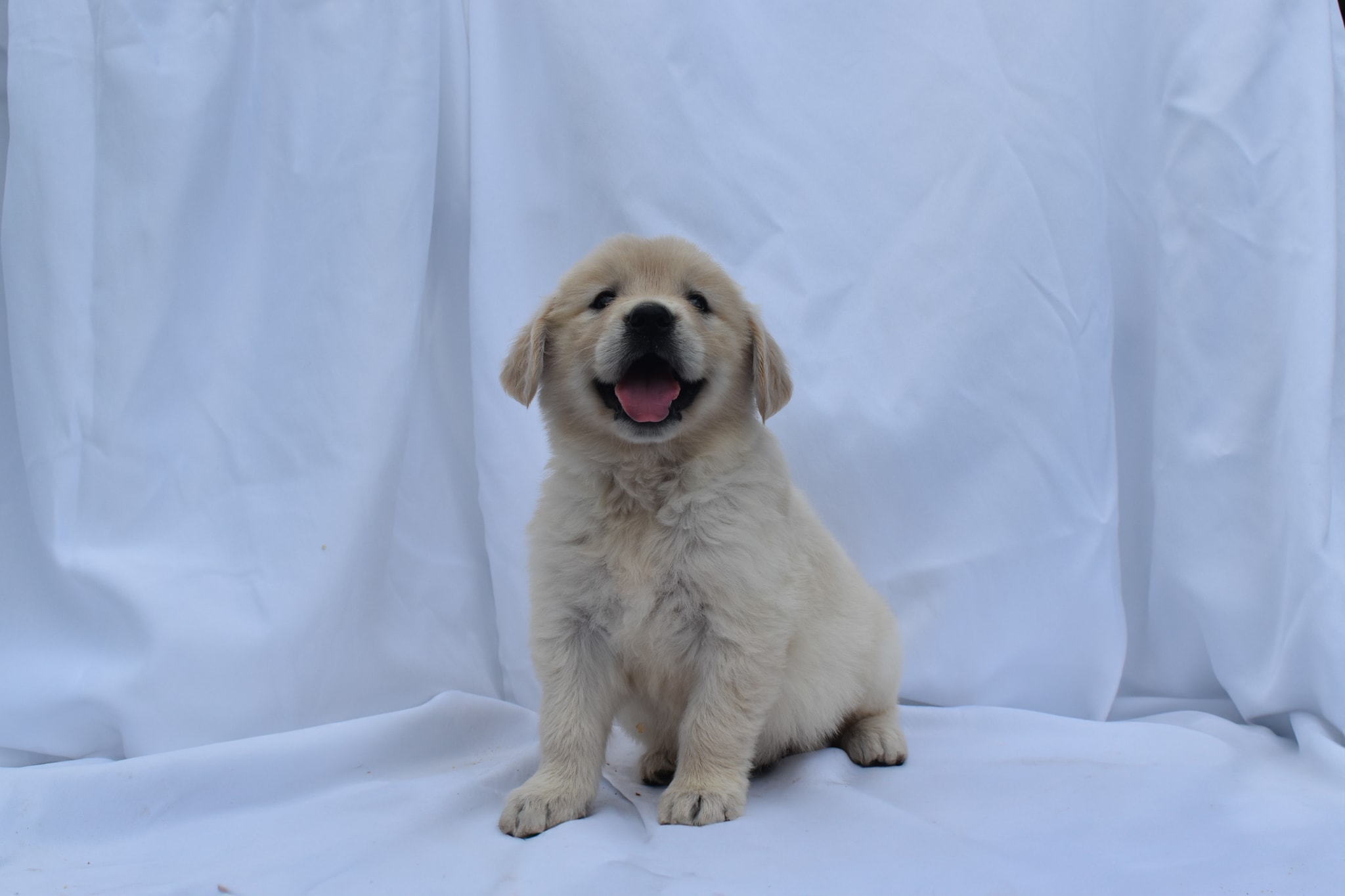 Golden Retriever puppy