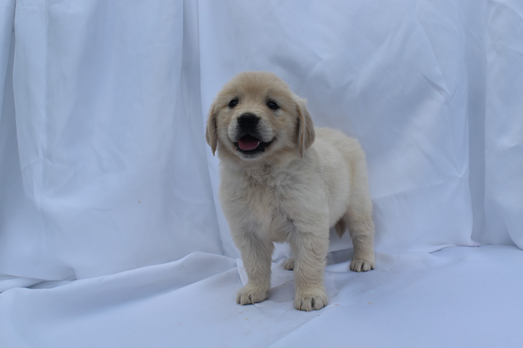 Golden Retriever puppy