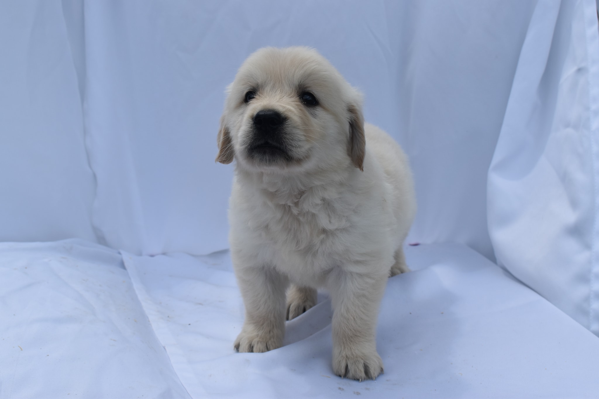 Golden Retriever puppy
