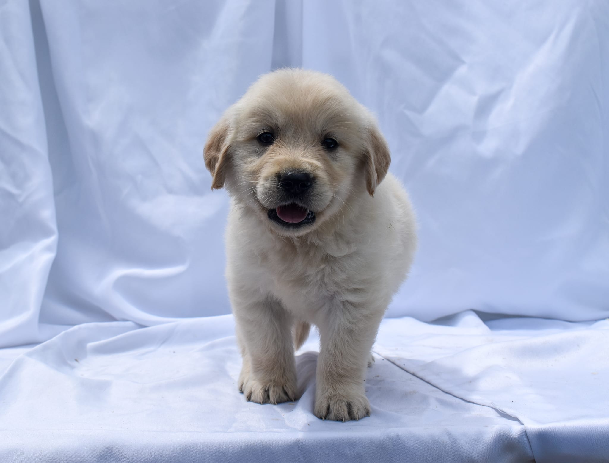 Golden Retriever puppy