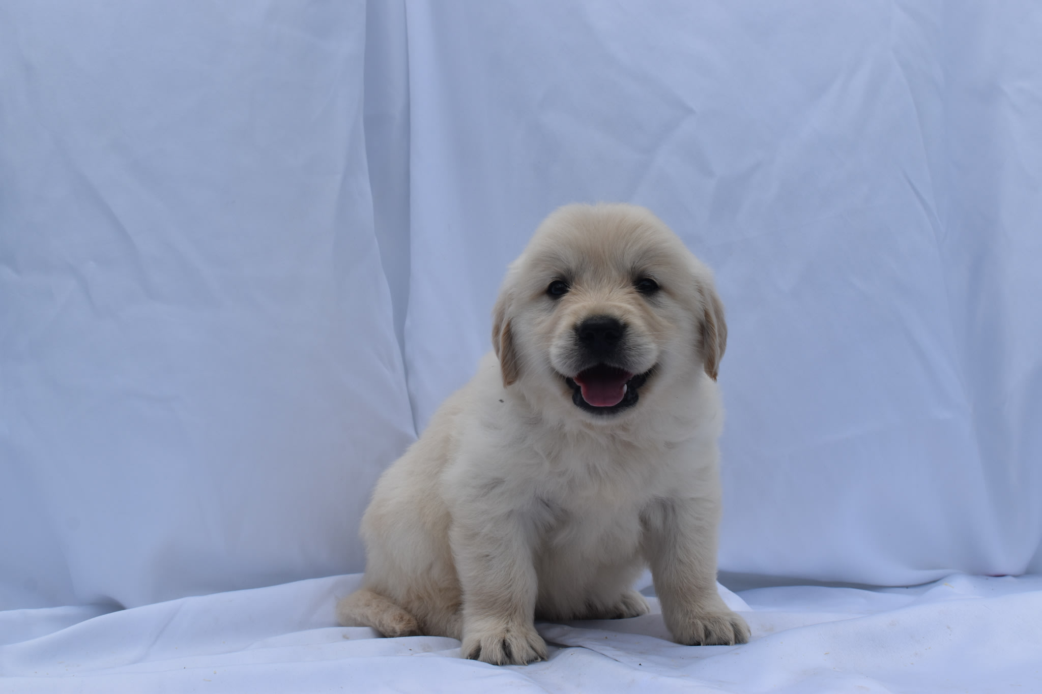Golden Retriever puppy