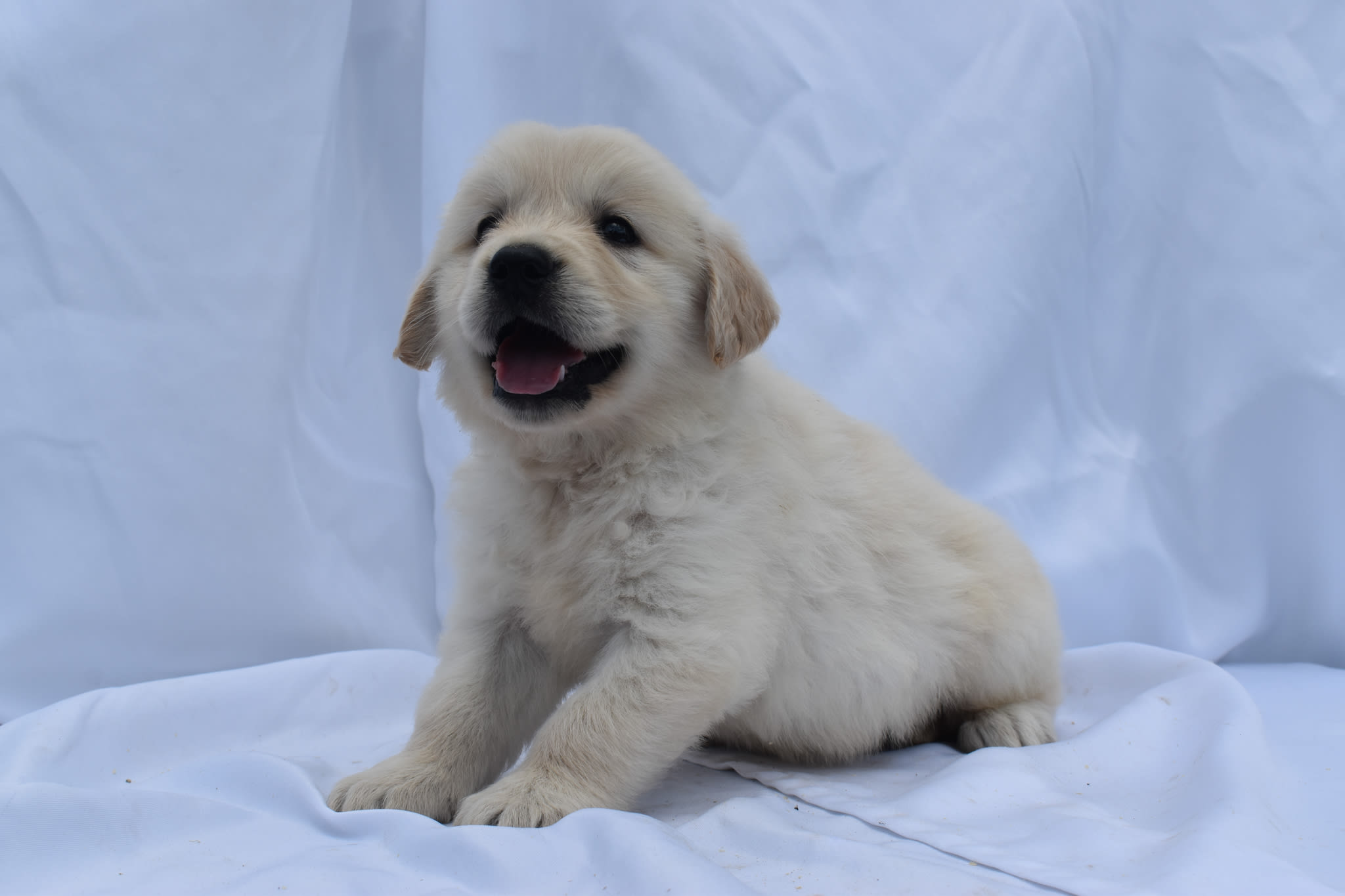 Golden Retriever puppy