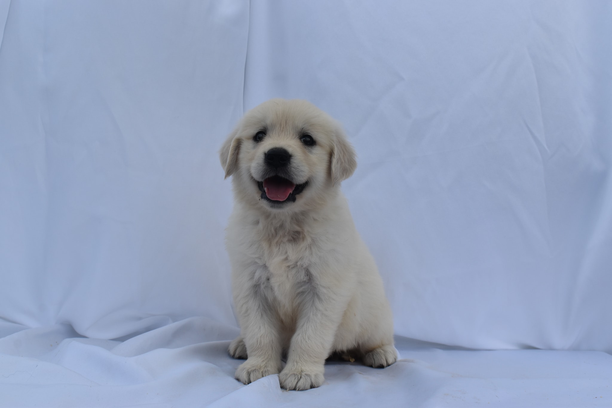 Golden Retriever puppy