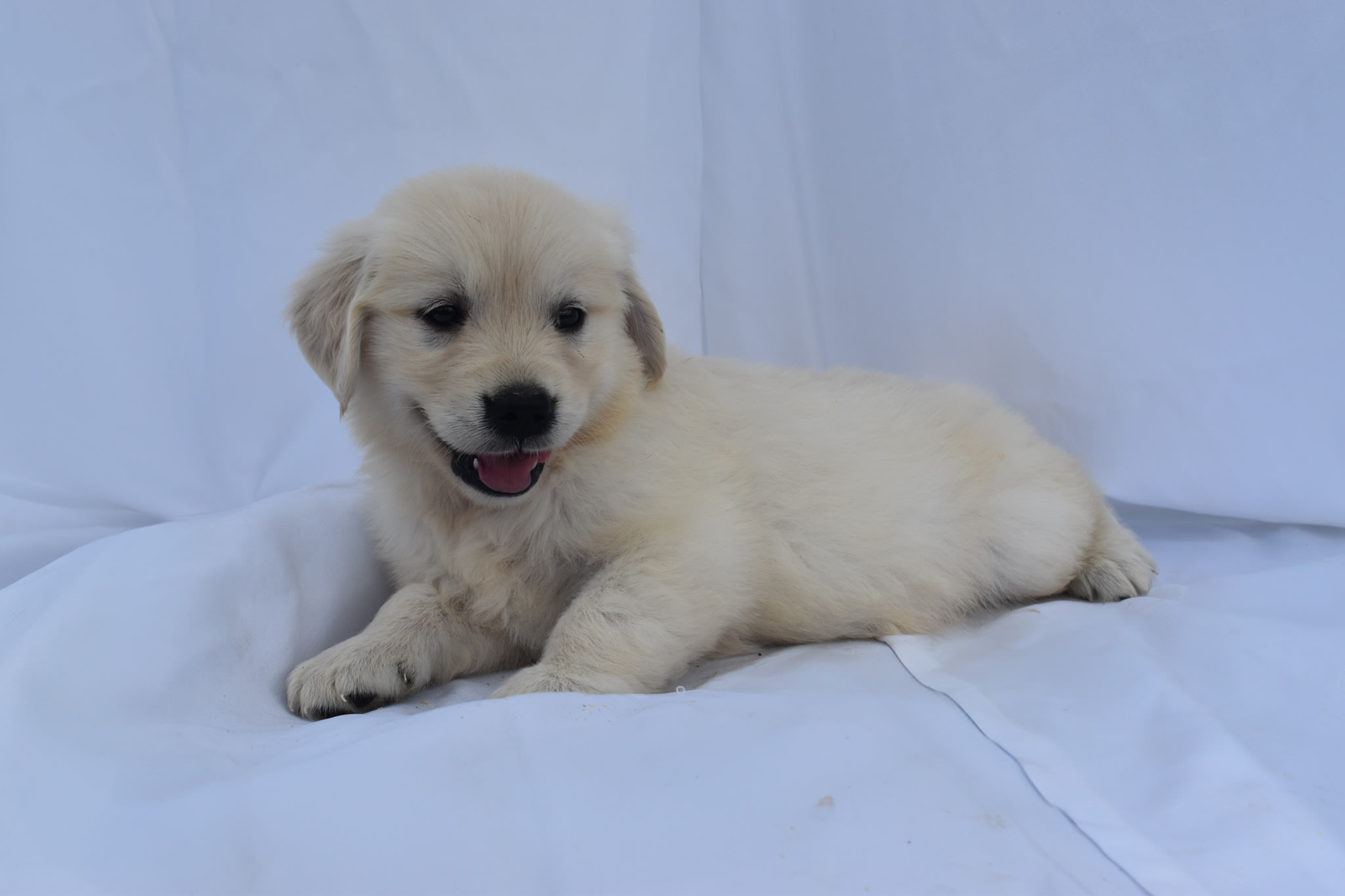 Golden Retriever puppy