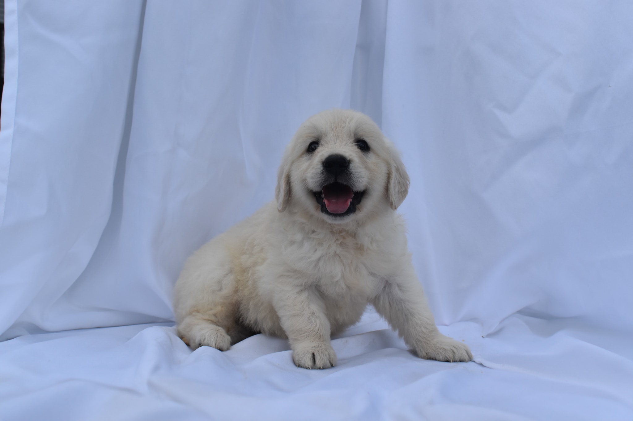 Golden Retriever puppy