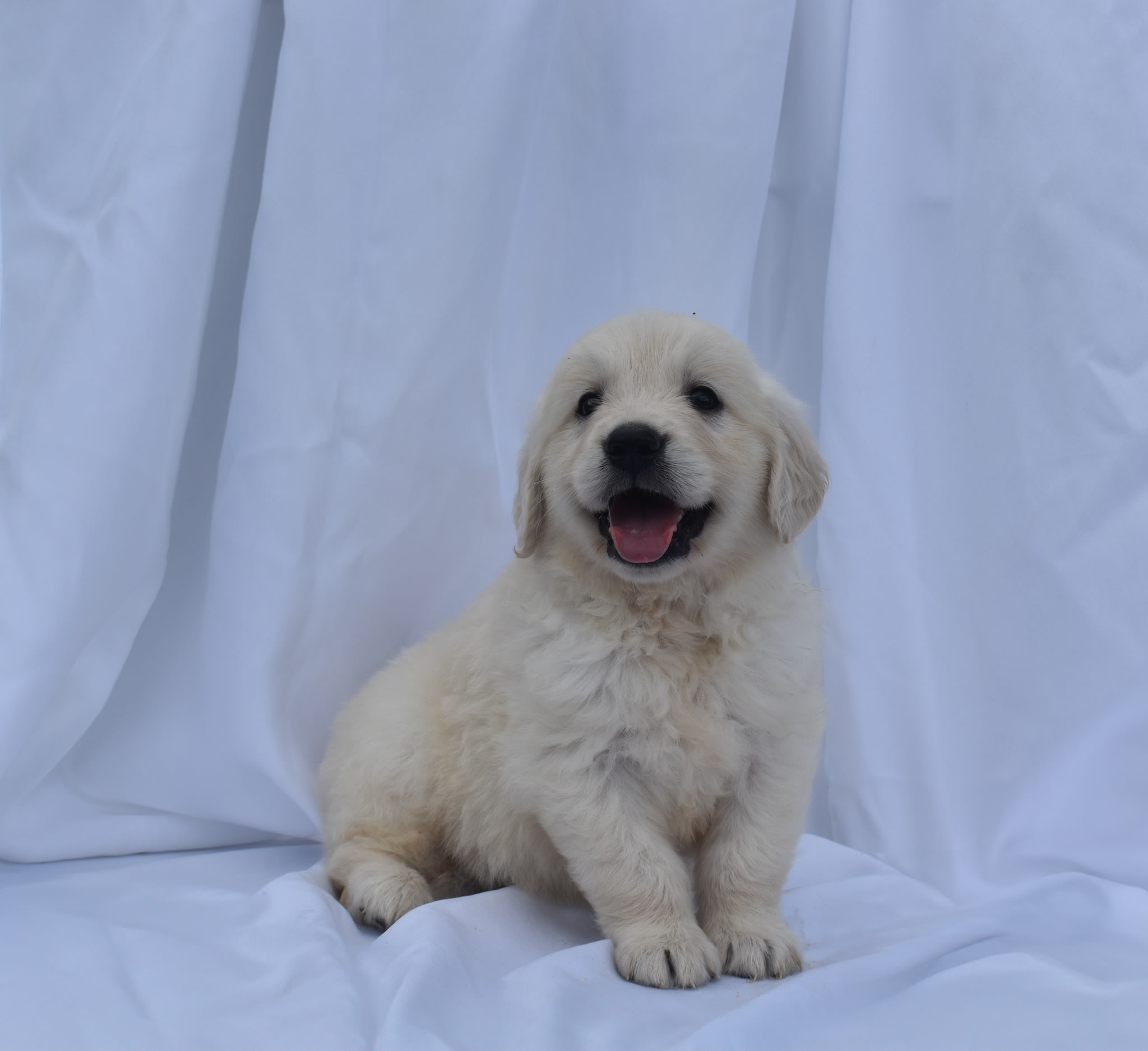 Golden Retriever puppy