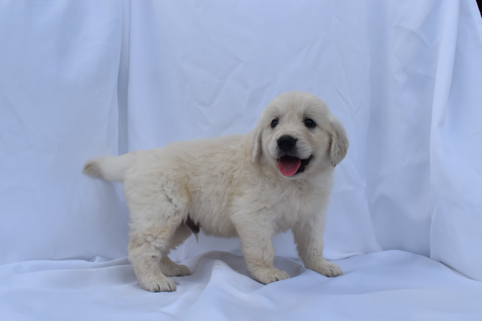 Golden Retriever puppy