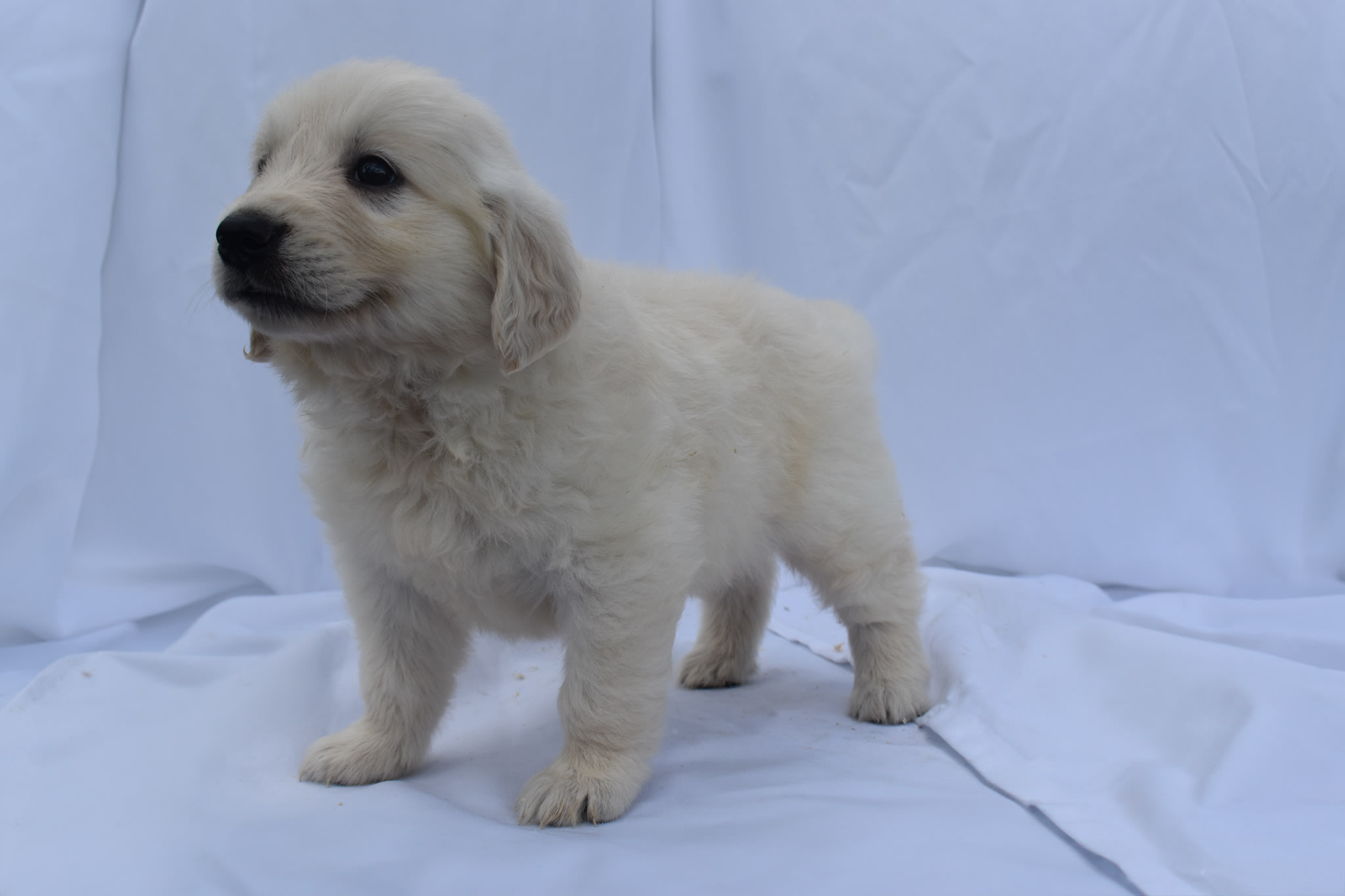Golden Retriever puppy