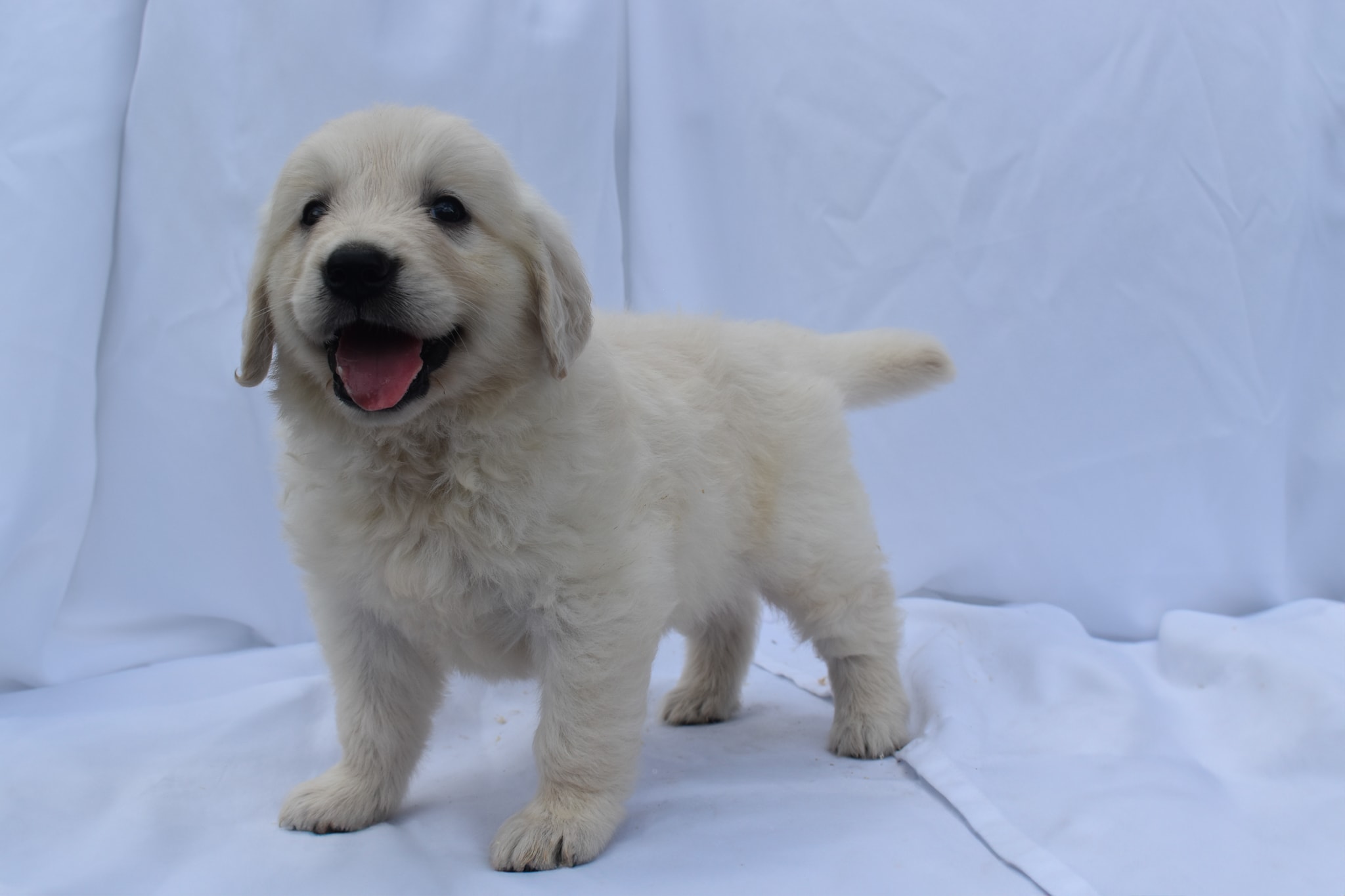 Golden Retriever puppy