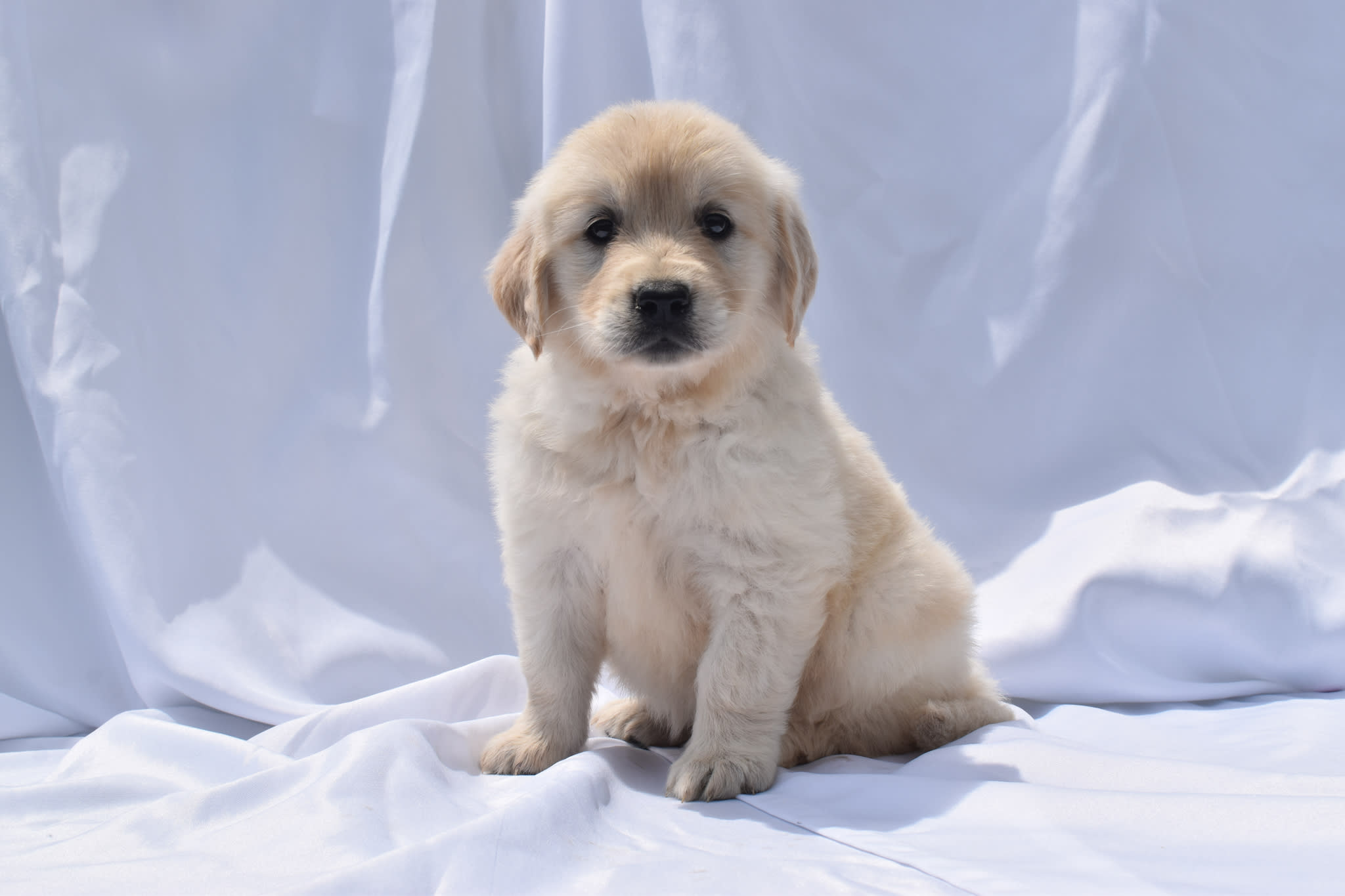 Golden Retriever puppy
