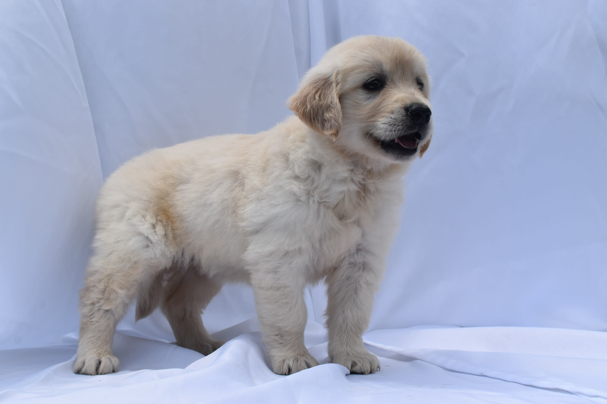Golden Retriever puppy