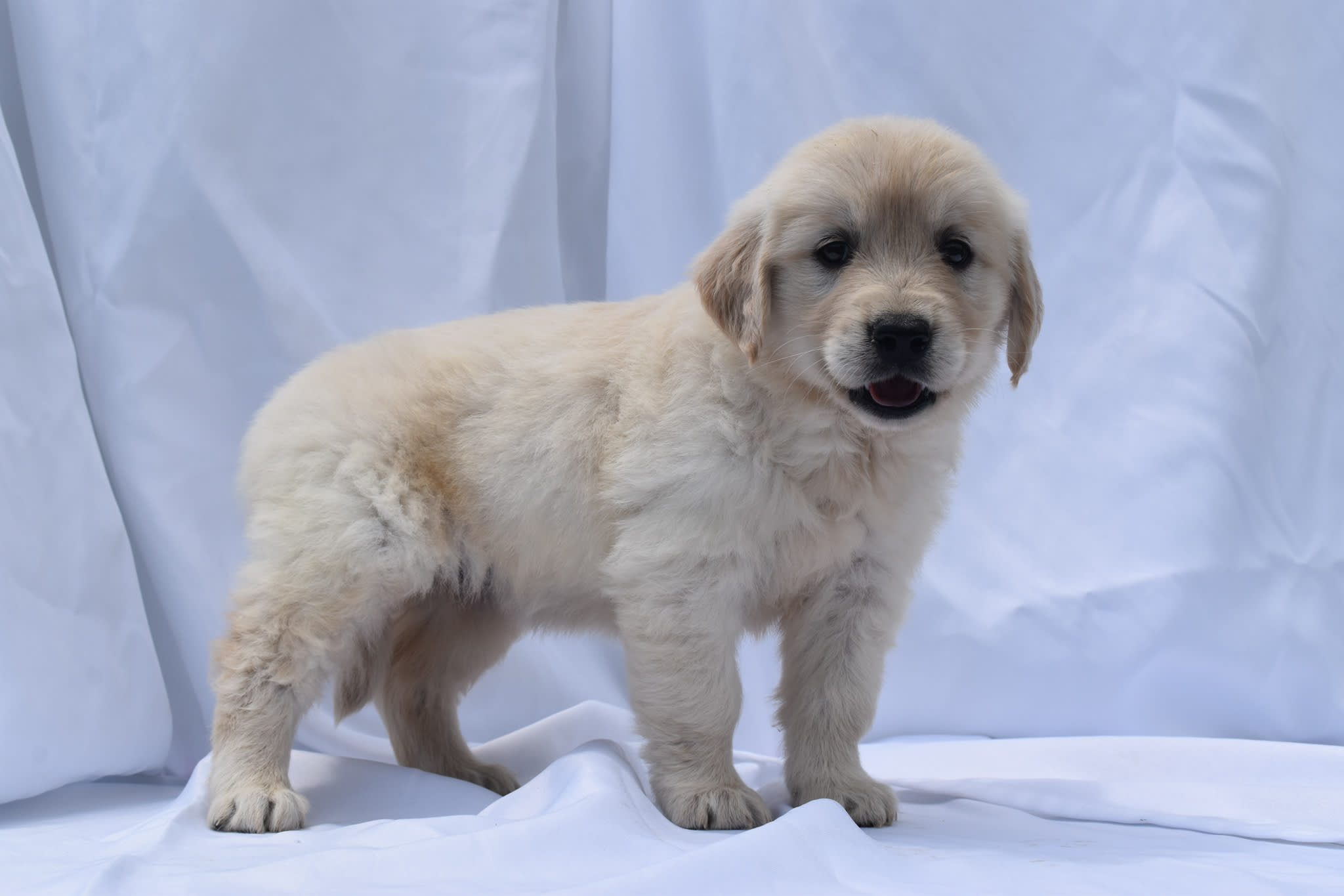 Golden Retriever puppy