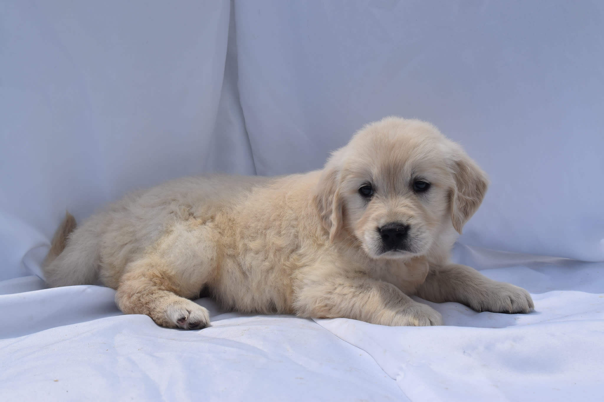 Golden Retriever puppy