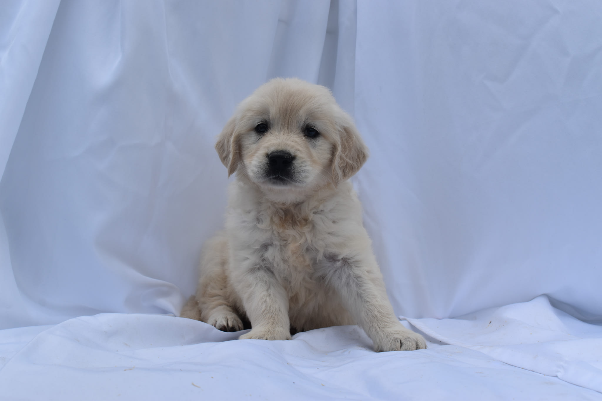 Golden Retriever puppy