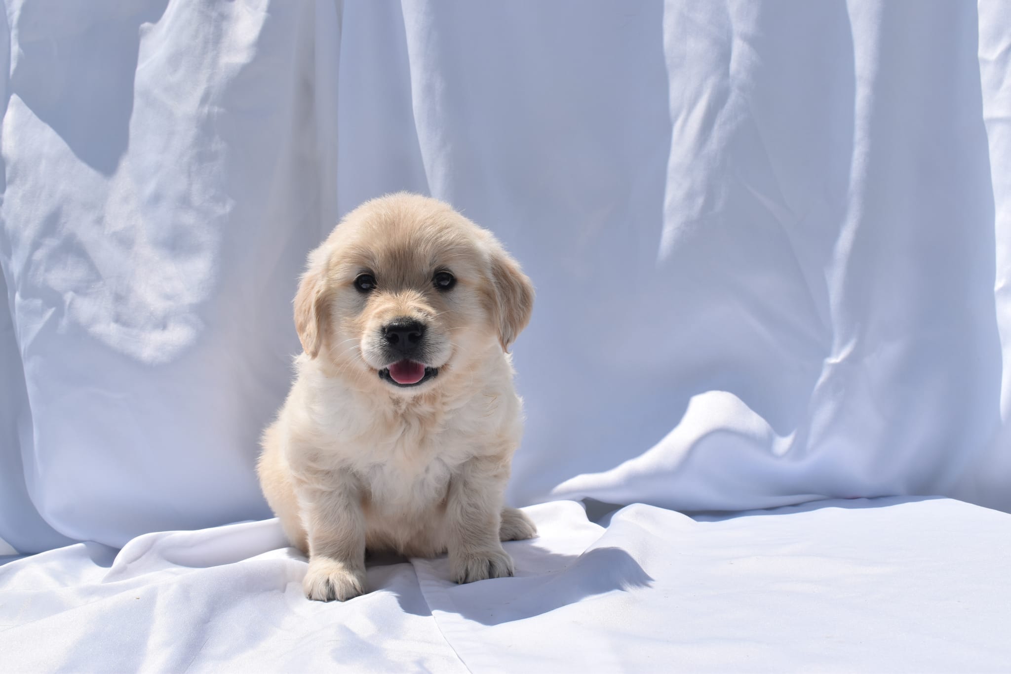 Golden Retriever puppy